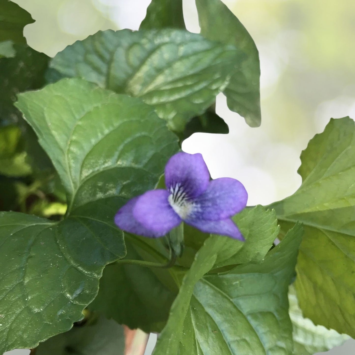 Live Plants 8-Pack Purple Viola Wild Common Meadow Blue Violet Flowering Perennial (Viola sororia)