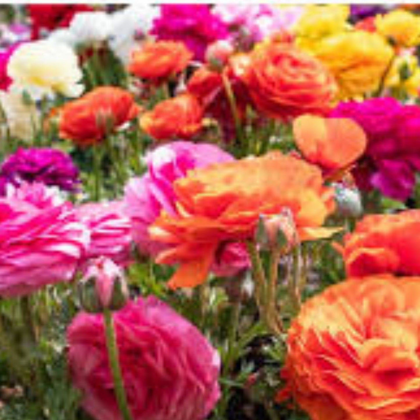 Dozen Mixed Peony Ranunculus Bulbs - 12 Large Healthy Garden Flower Bulbs - Colorful Blooming Plants - Ships from Iowa