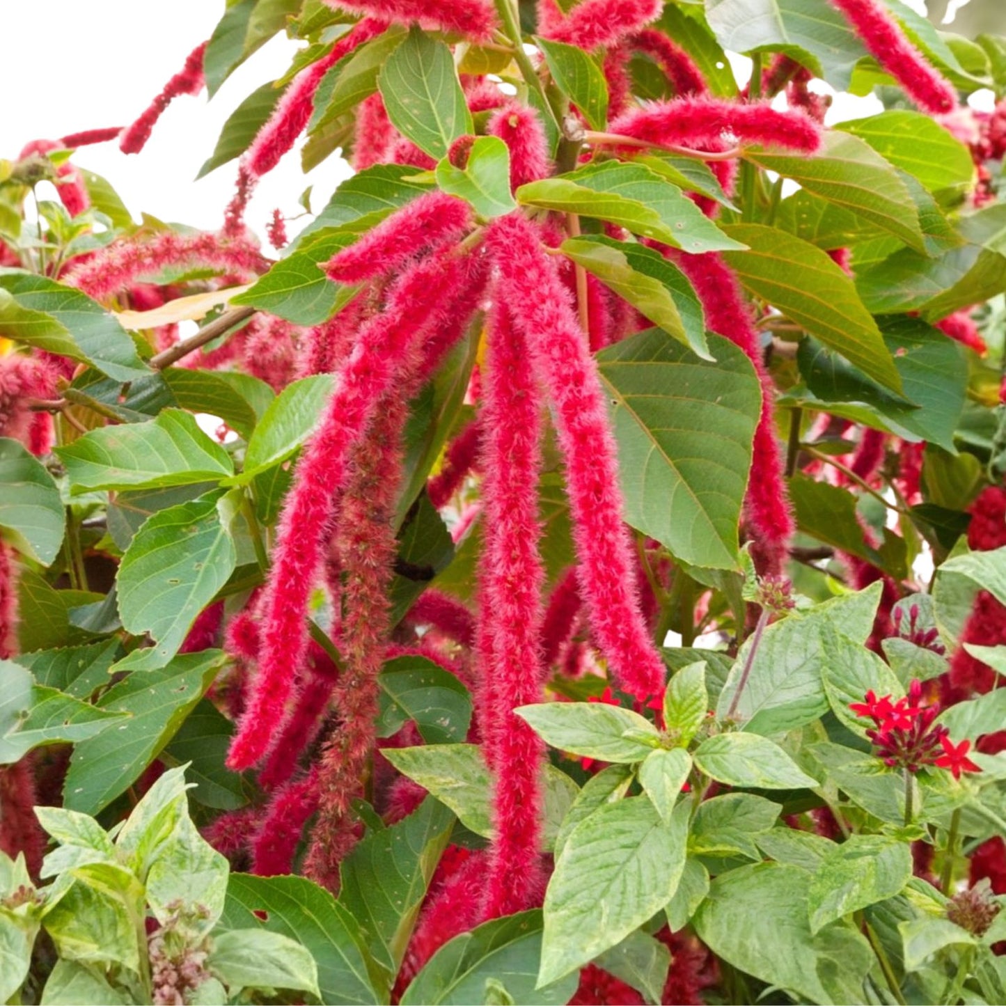 Love Lies Bleeding Seeds – 1000+ Seeds – Maroon Blooms – Amaranthus caudatus – Ornamental Flower Seeds for Garden and Landscaping