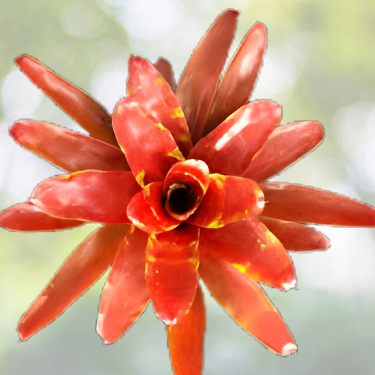 Neoregelia Lambert's Pride Bromeliad 6" Pot - Copper Orange & Lime Green Foliage, Tropical Indoor Plant