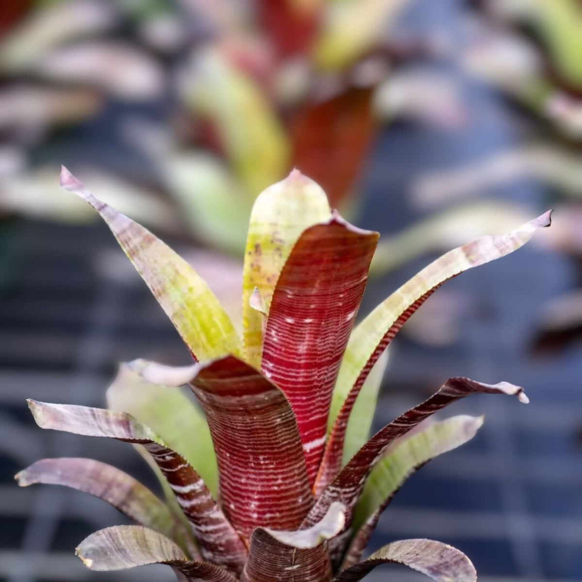 Aechmea Frappuccino Plant in 6" Pot | Unique Bromeliad Houseplant | Aechmea 'Frappuccino'