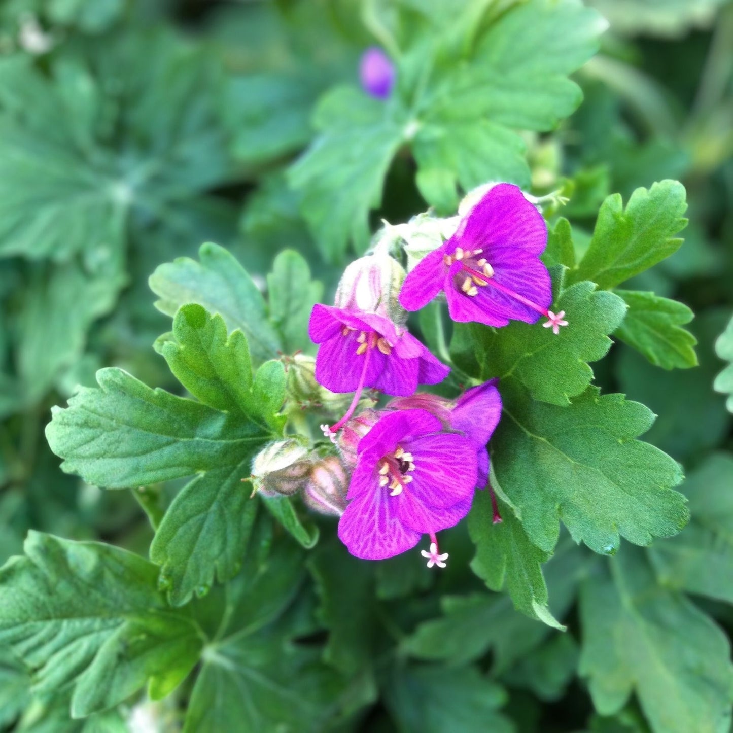 Set of 3 Big Root Geranium Live Plants, Geranium macrorrhizum, Perennial Ground Cover, Hardy, Low Maintenance Garden Plants