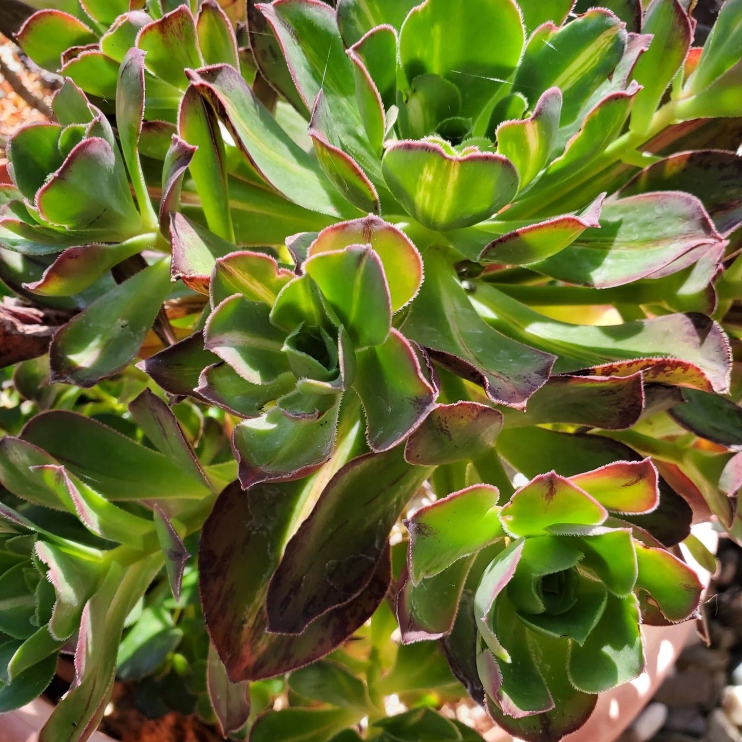 Aeonium Fuji Cuttings - Succulent Plant Propagation Material - Aeonium arboreum 'Fuji'