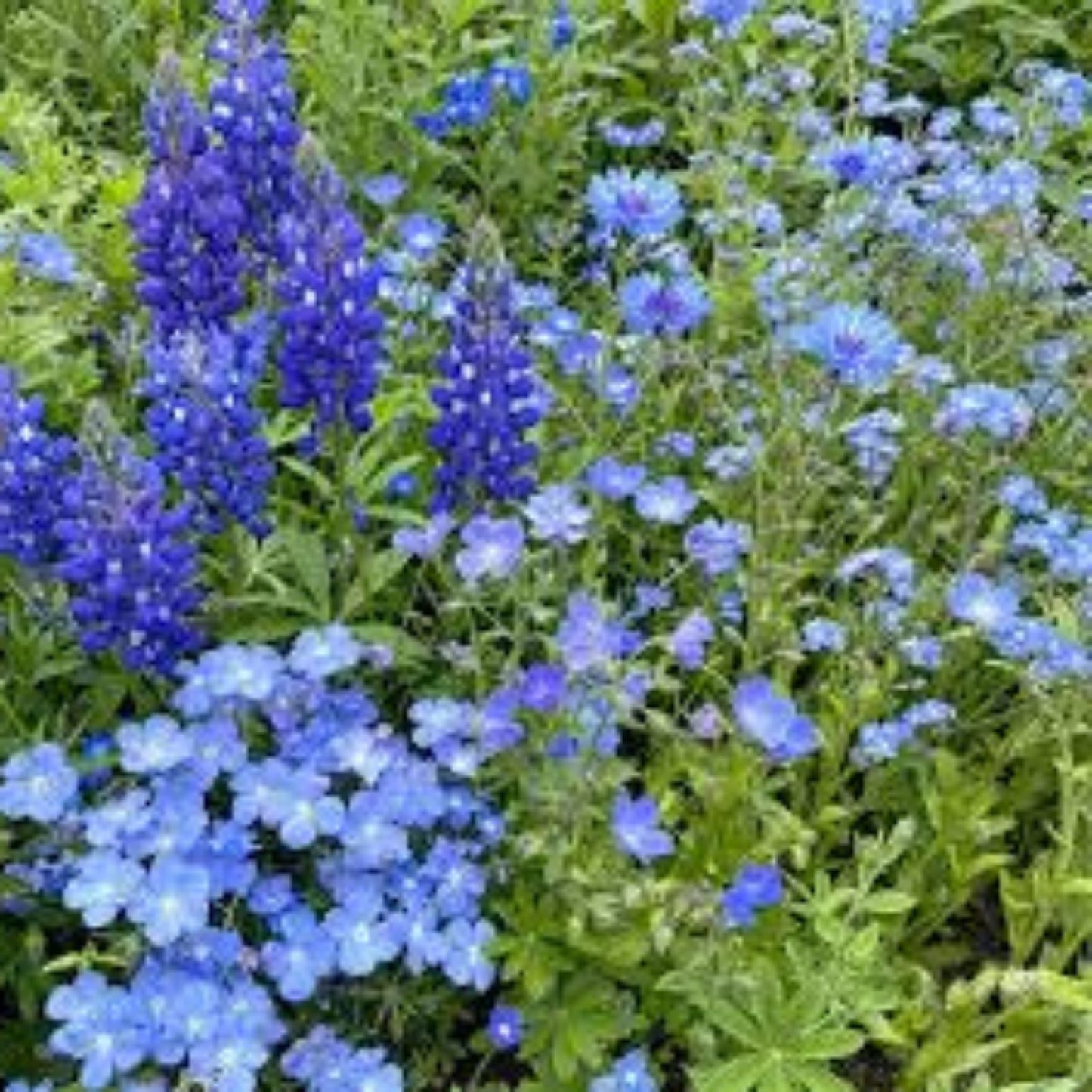 Blue Wildflower Seed Mix - Organic 200 Seeds for Native USA Garden Planting - Wildflower Seeds for Landscaping and Bee-Friendly Gardens