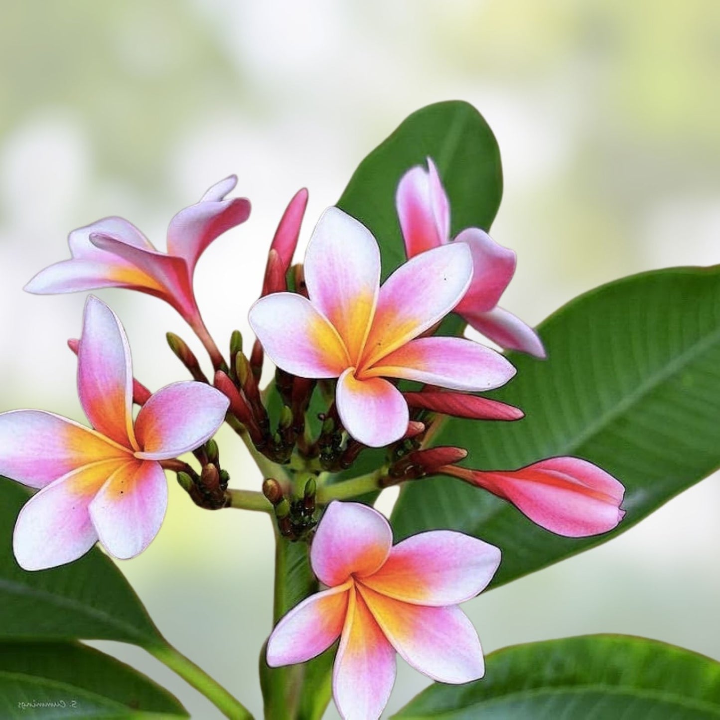 Purple Plumeria Plant in 3-Inch Pot – Live Rooted Frangipani from Seeds – Tropical Flowering Plant, Frangipani (Plumeria spp.)