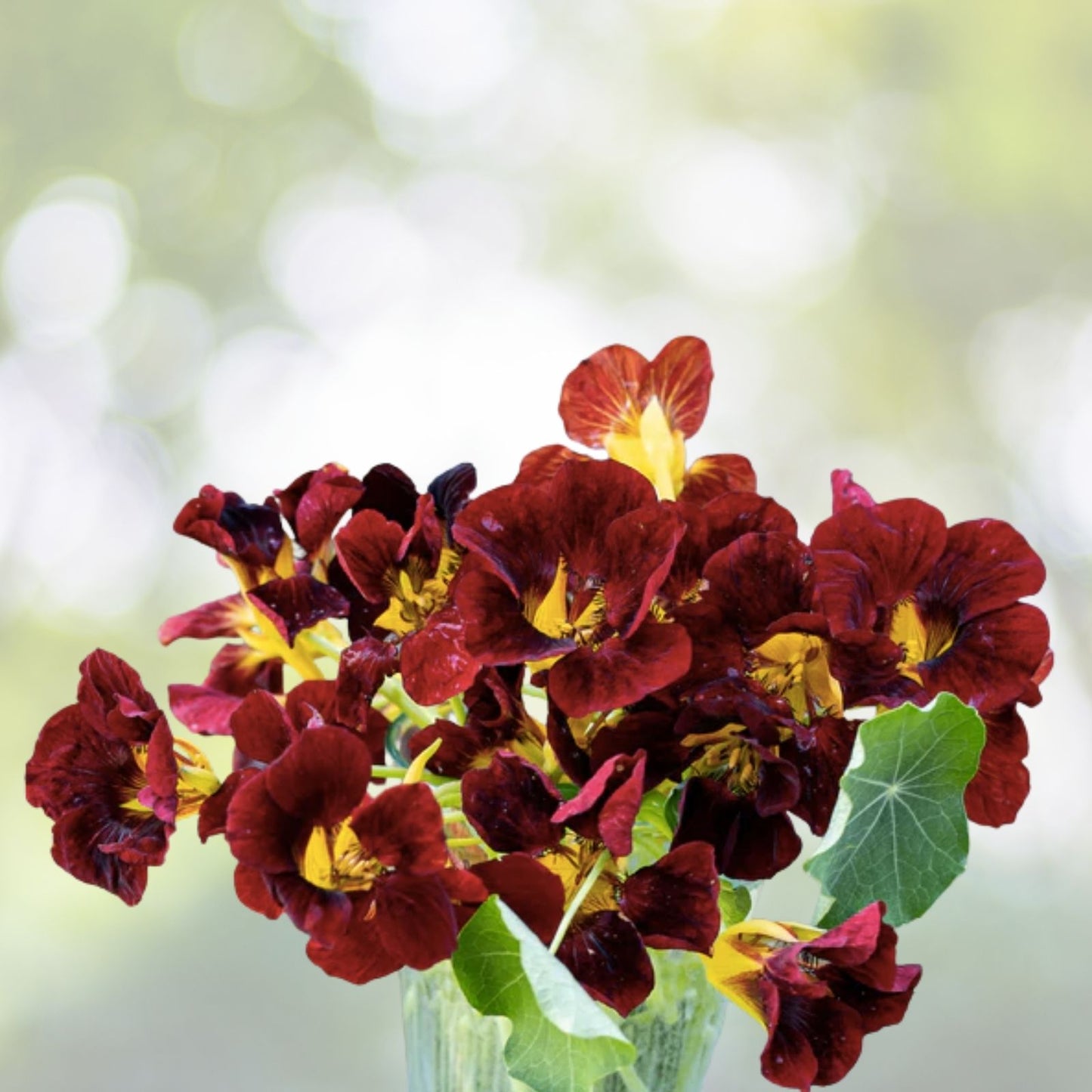 Empress of India Black Velvet Seeds - Heirloom Tropaeolum nanum - 5 Pack - Free Shipping