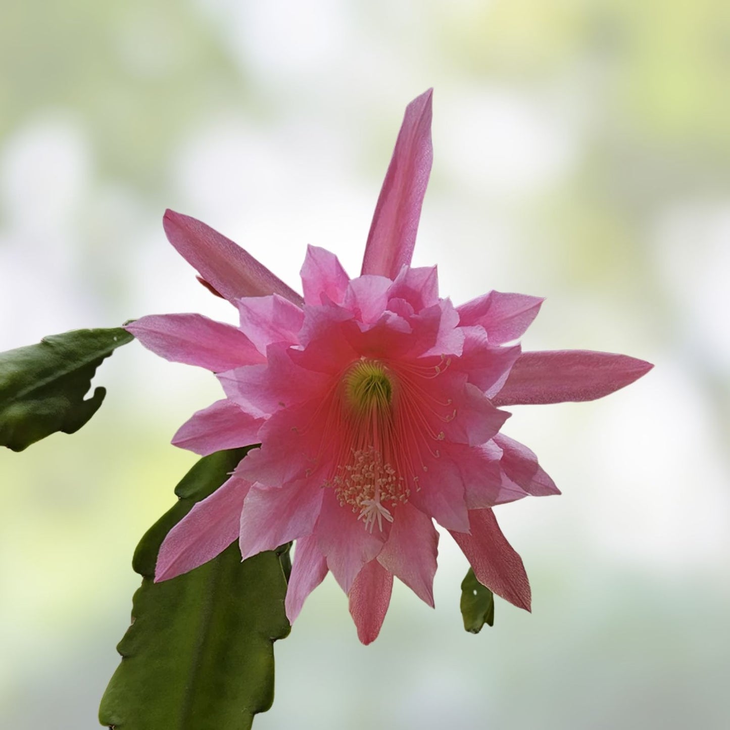 Epiphyllum Orchid Cactus Cutting - Cosmic Queen Variety - Succulent Plant for Indoor Garden - Don's Cuttings SEPT/3