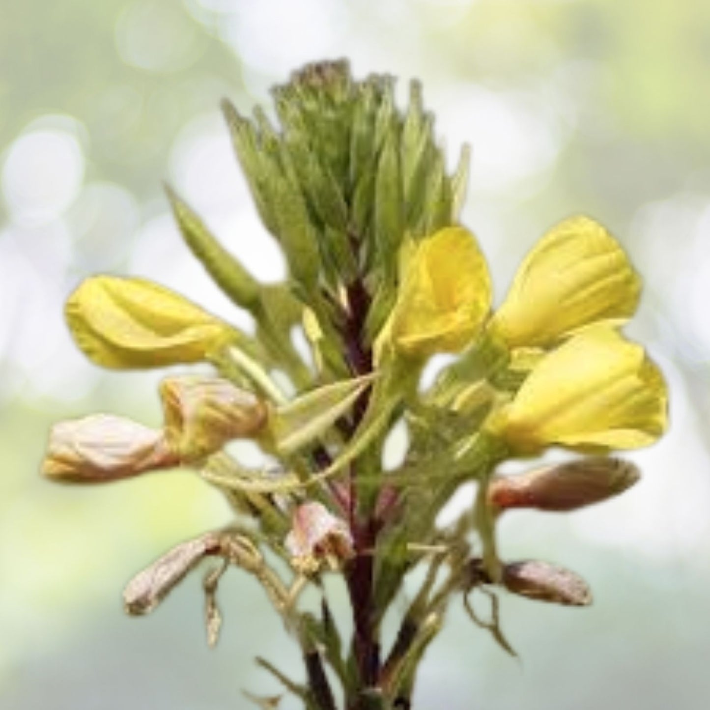 Yellow Common Evening Primrose Seeds - 2000+ Medicinal Herb - Oenothera biennis - Night Willow-herb - USA