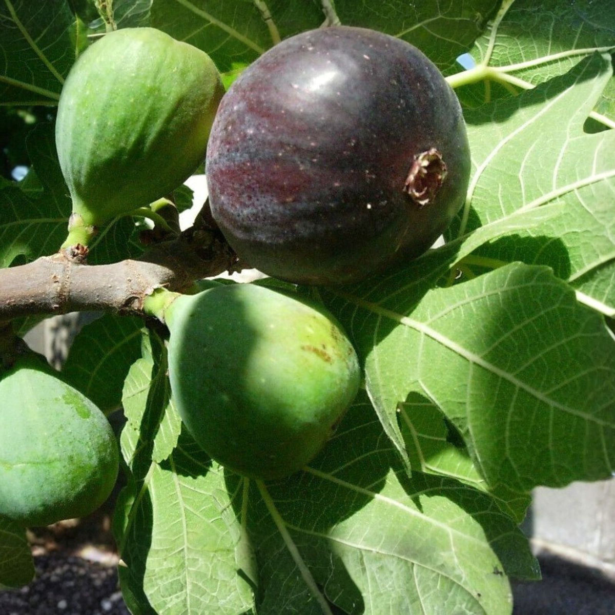 Black Mission Fig Tree Starter Plant - 10" Bare Root - Edible Fruit, Everbearing, Large Leaves - Ficus carica