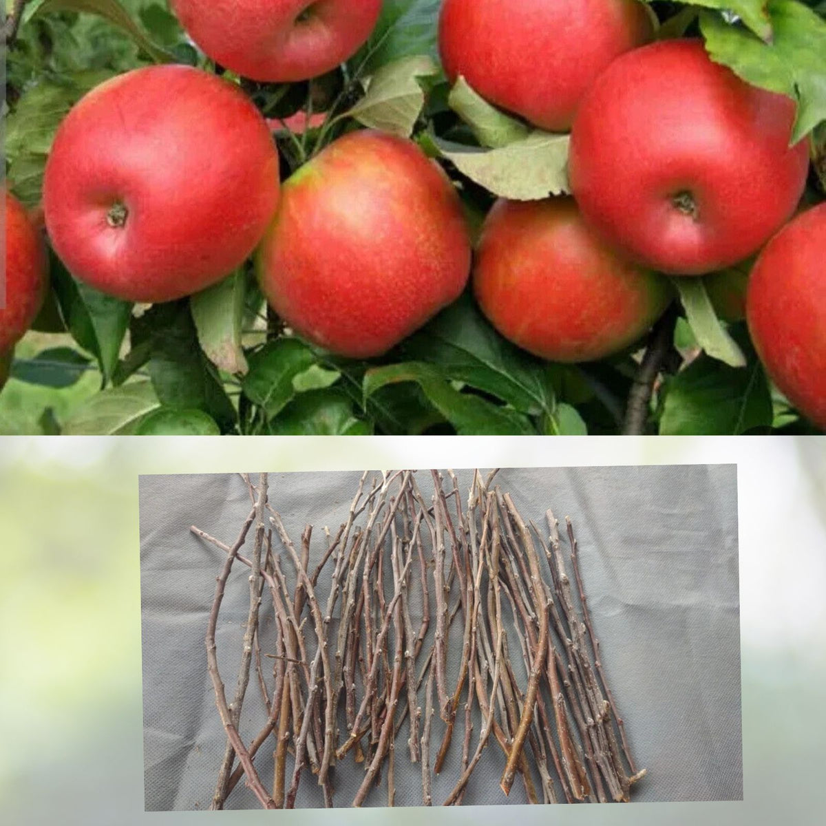 Apple Tree Cuttings 6+1 FREE Live Grafting Scions No Roots - Malus domestica