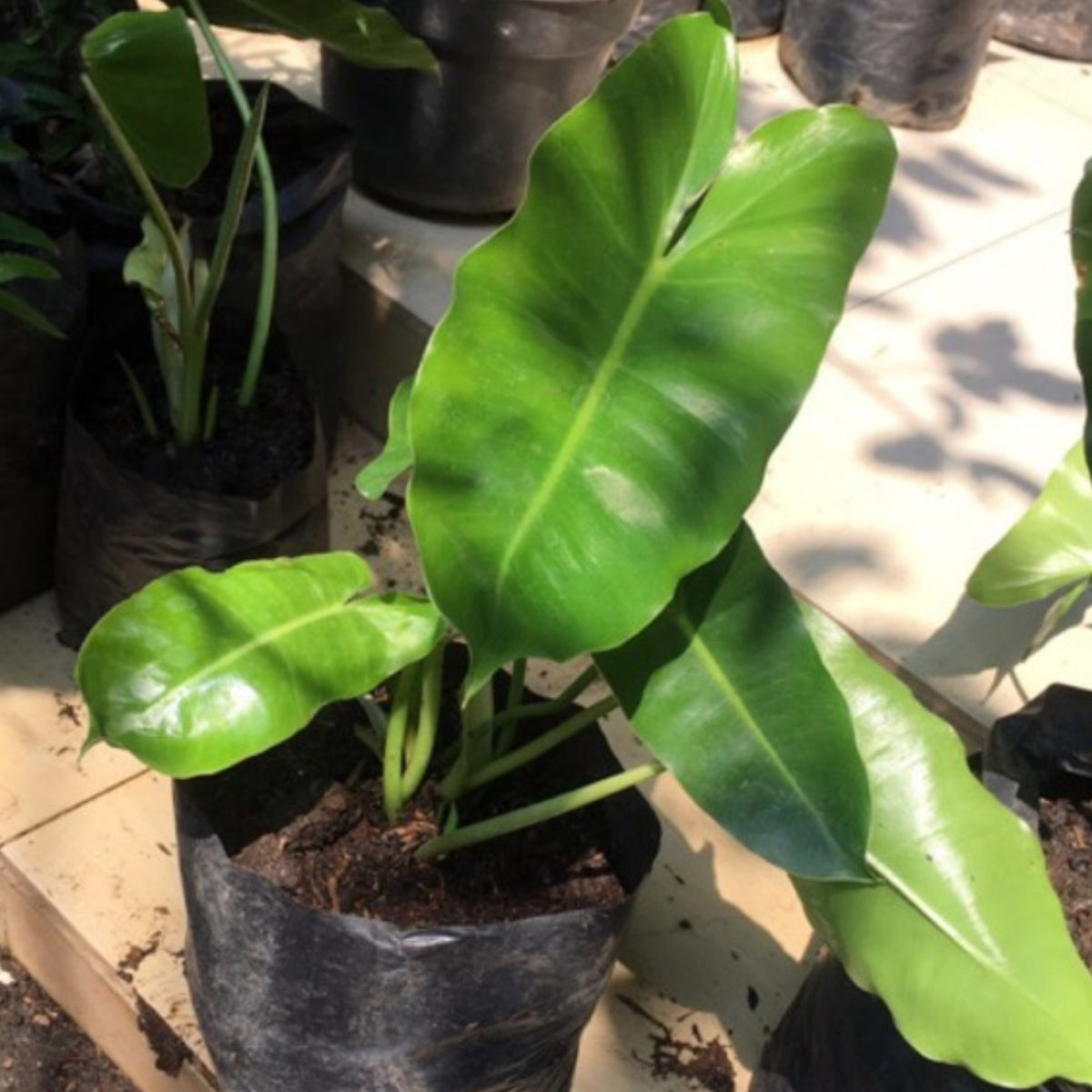 Philodendron Cutting with Roots, 8-10 Inches, Heart-Shaped Leaves, Philodendron Burle-Marx, Live Plant Starter