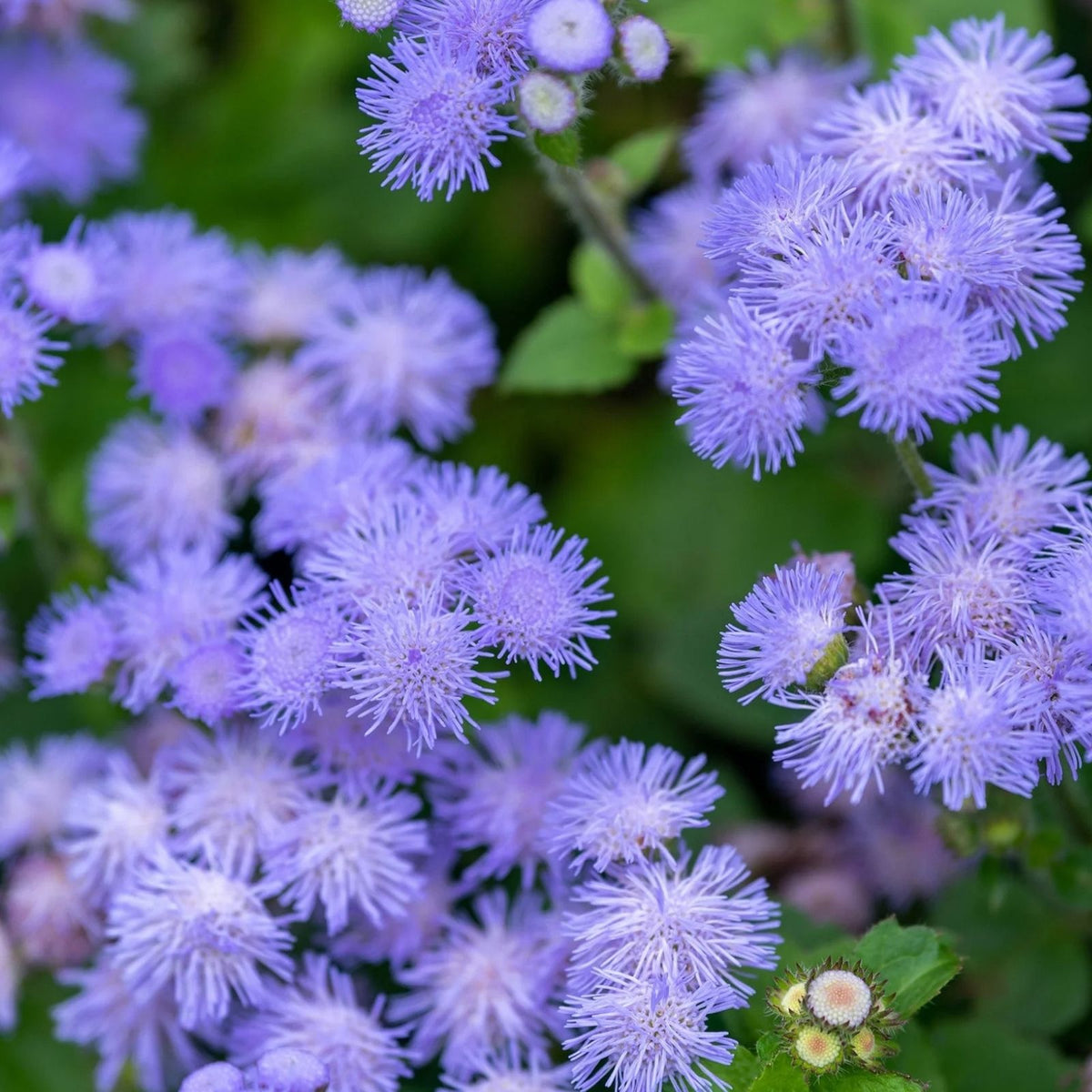 Ageratum Flower Seeds Blue Planet Variety 1,000 Seeds for Planting Ageratum houstonianum