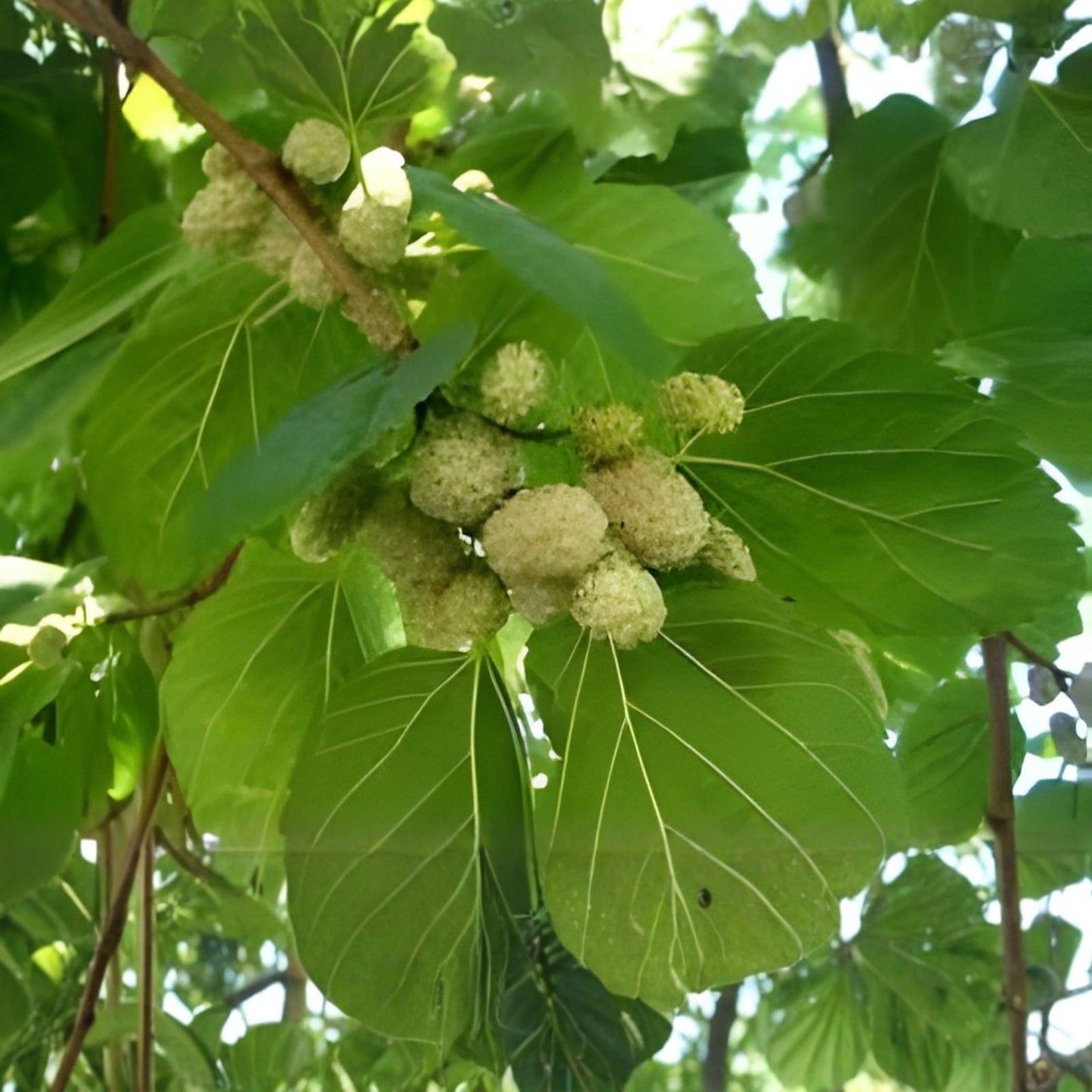 50+ White Mulberry Tree Seeds – Morus Alba – Non-GMO Organic Seeds for Planting, Grown and Shipped Fresh