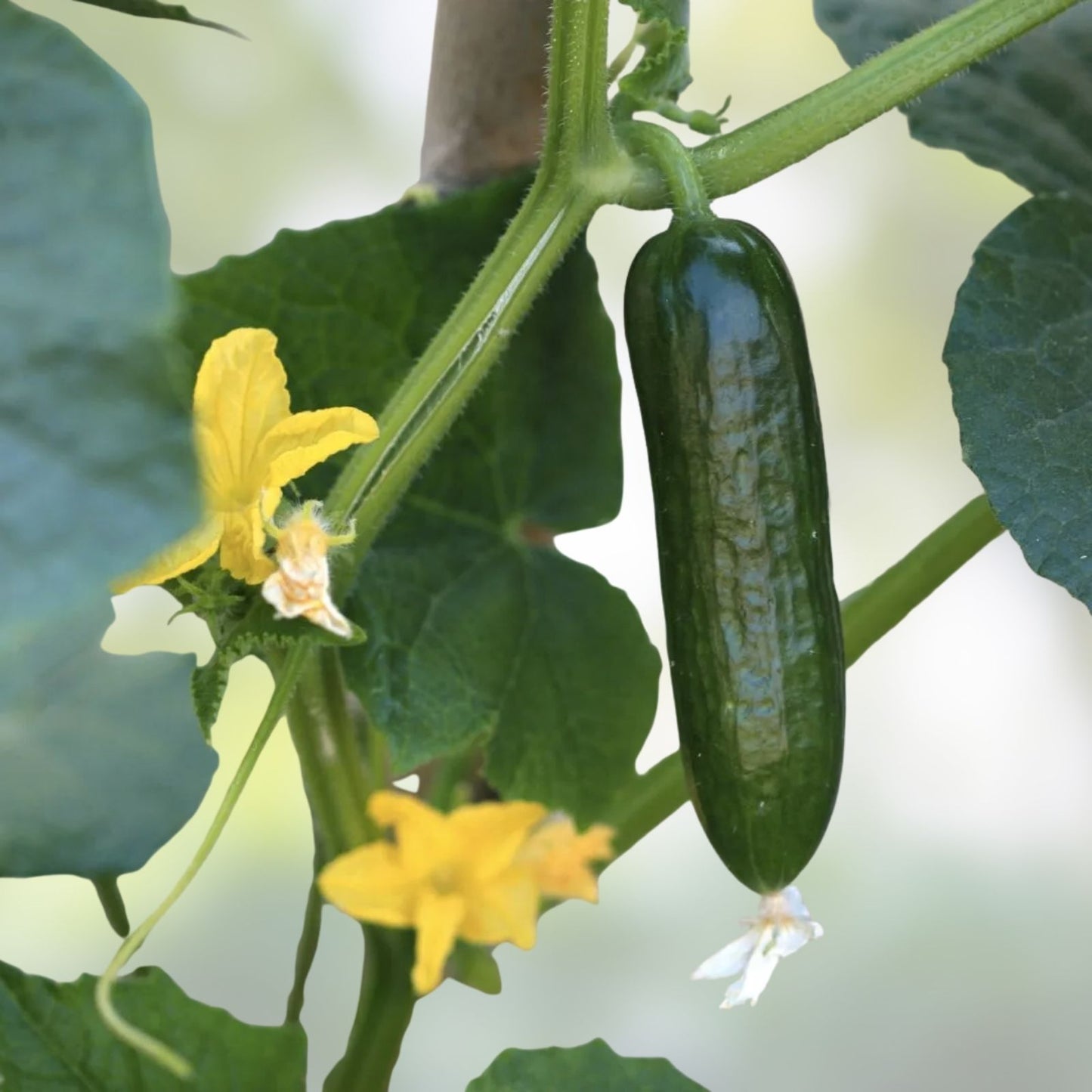 Mini-Me Cucumber Seeds | Organic Mini Vegetable Seeds | Cucumis sativus | 10+ Seeds for Home Gardening