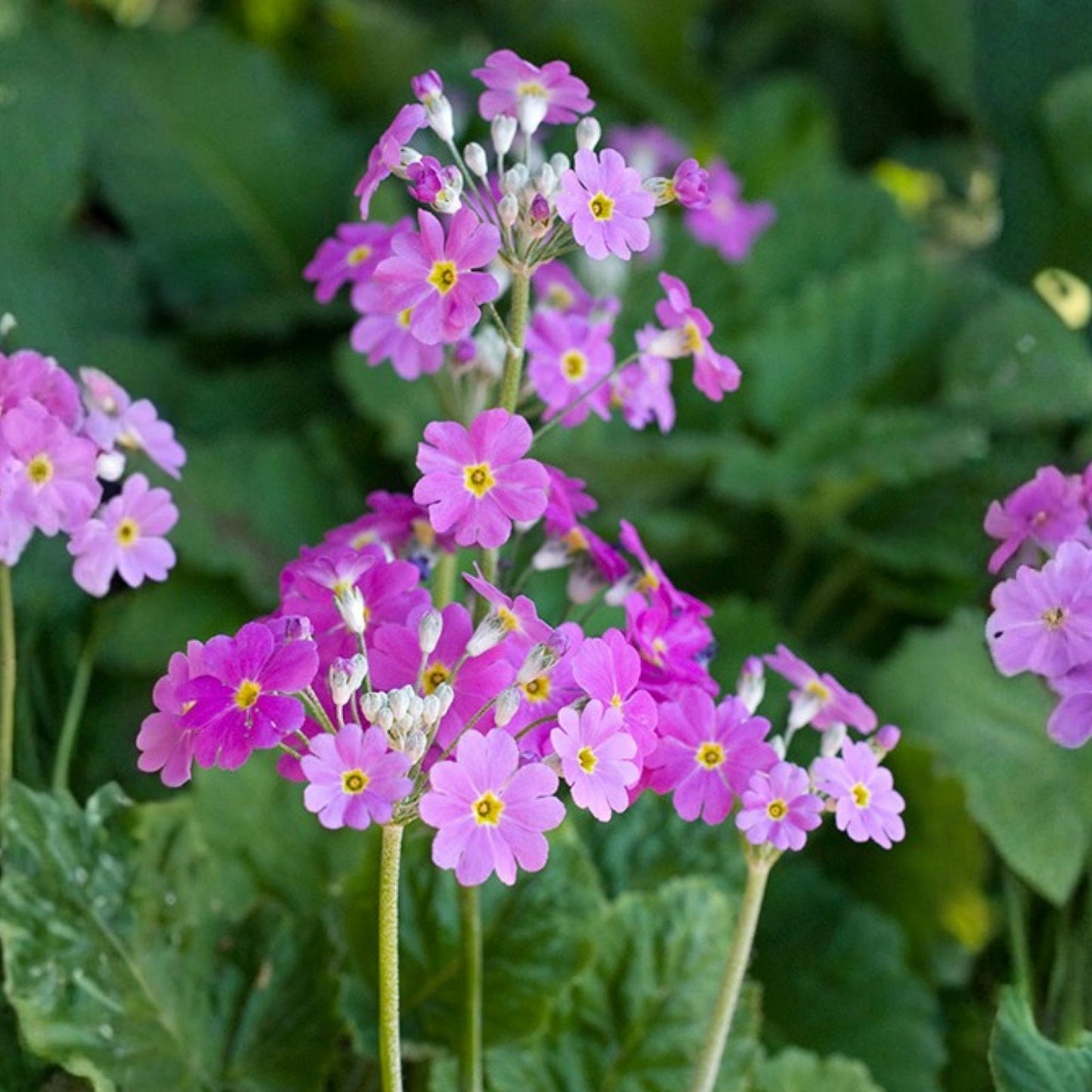 Primula Seeds 100 Count Pink Mala Flower Seeds for Garden Planting, Perennial, Easy Grow, Bright Pink Color