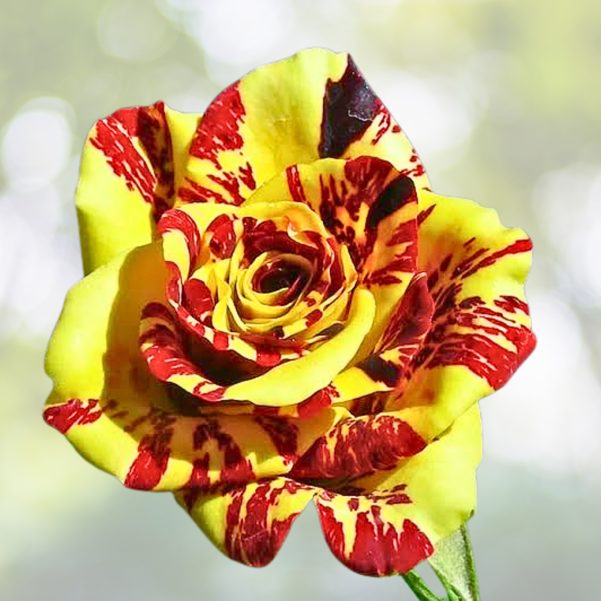 20pcs Tea Rose Seeds - 'Dragon Tiger' Variety - Fragrant Vibrant Blooms for Gardeners - Rosa spp.
