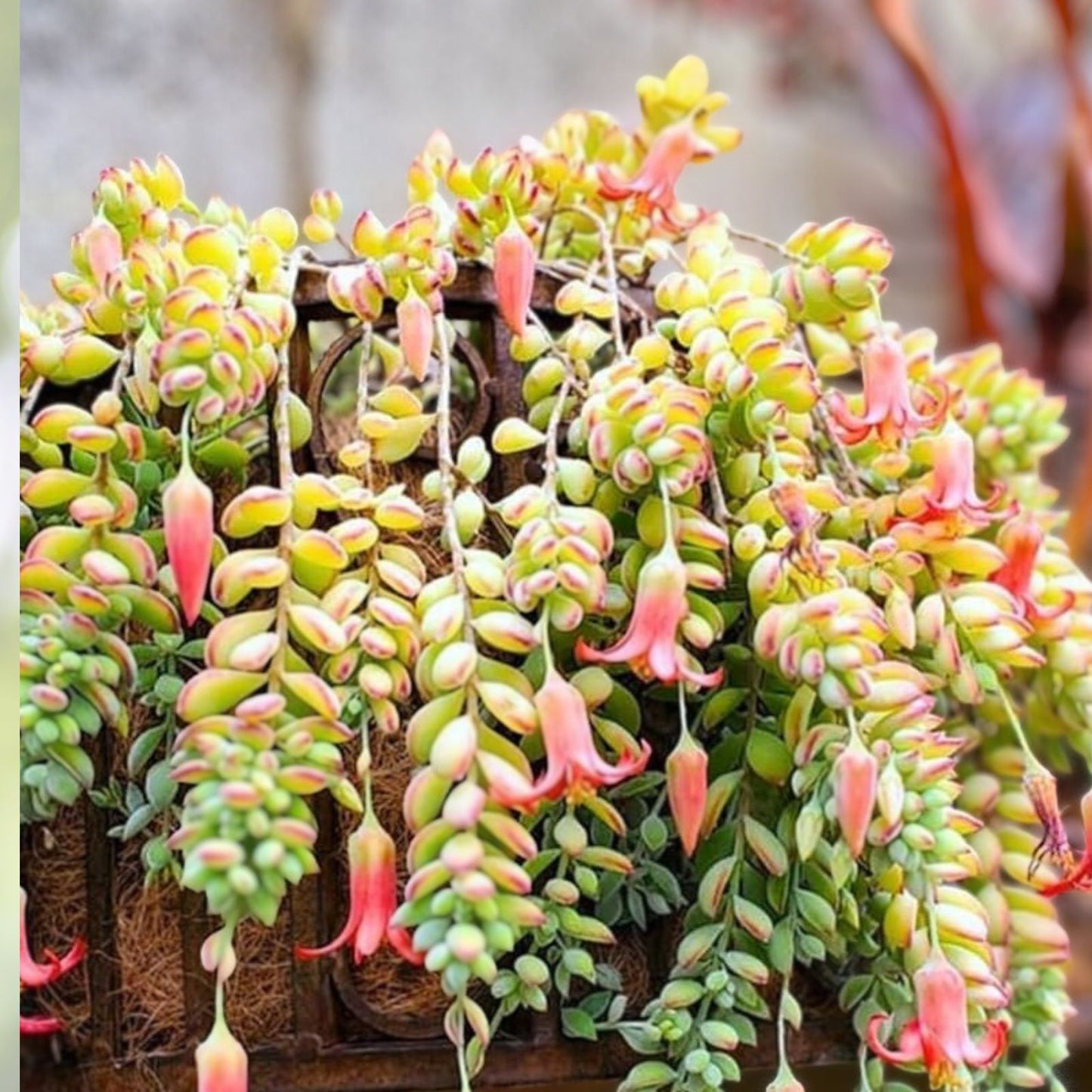 Trailing Succulent Hanging Plant - Pink Cliff Cotyledon Pendens - Cotyledon pendens