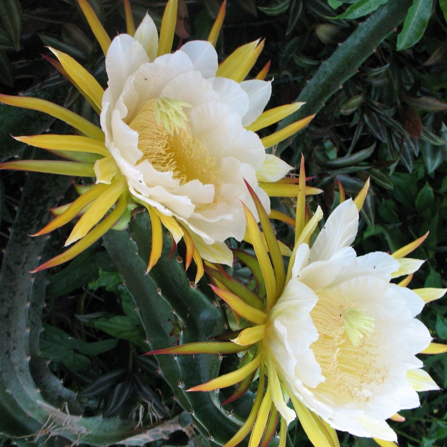 Epiphyllum Orchid Cactus Cuttings 2 Pieces White Yellow 5-8 Inches Long Epiphyllum spp. Succulent Plant Propagation