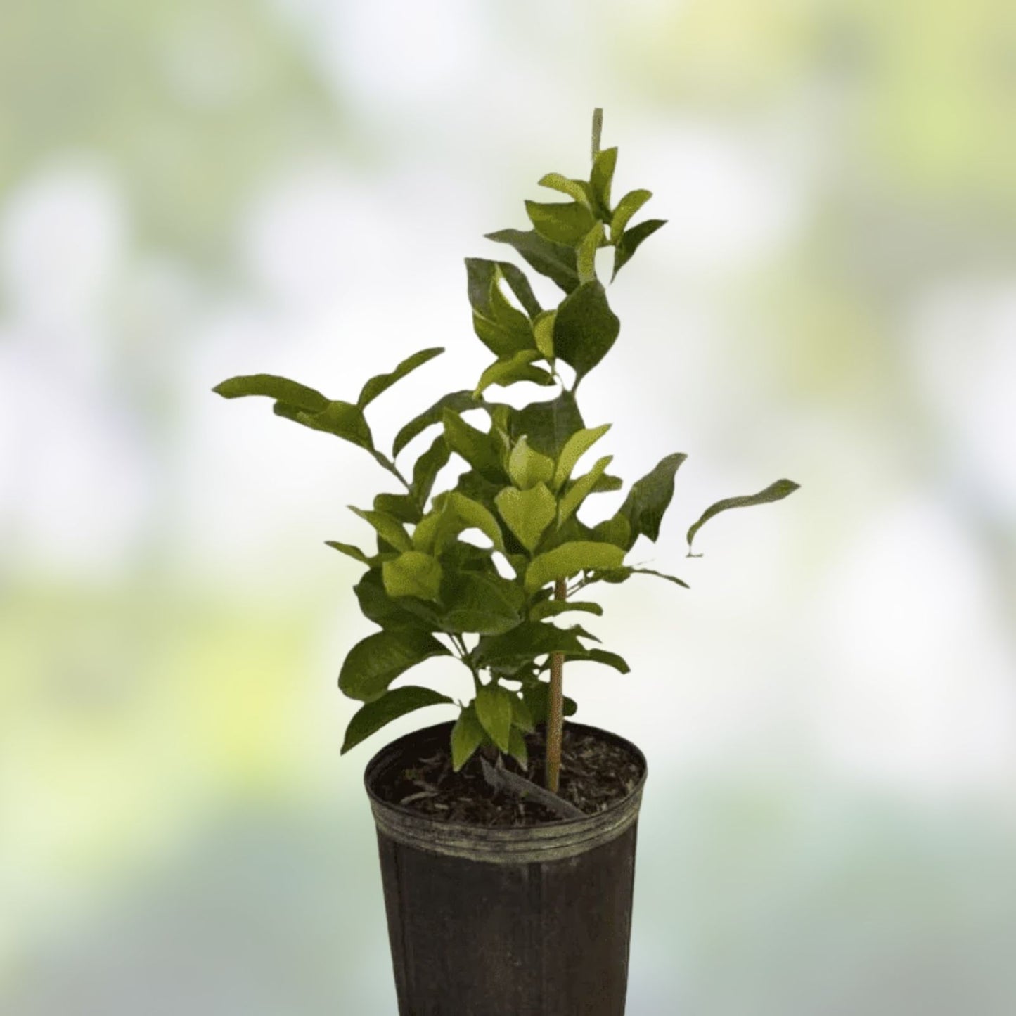Eureka Rooted Citrus Cuttings 6" – Fast-Growing Lemon Plant from 15-Year Mother Tree
