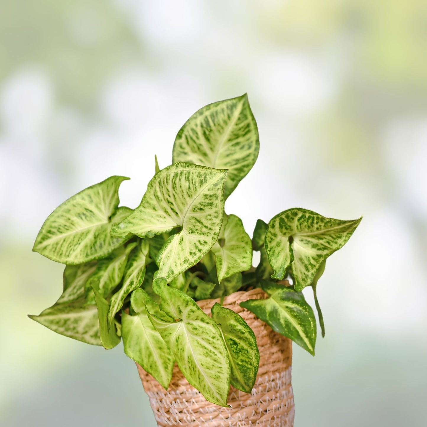 Arrowhead Vine Cuttings - 20 Rooted Plants - Syngonium Podophyllum Indoor Houseplant Decor