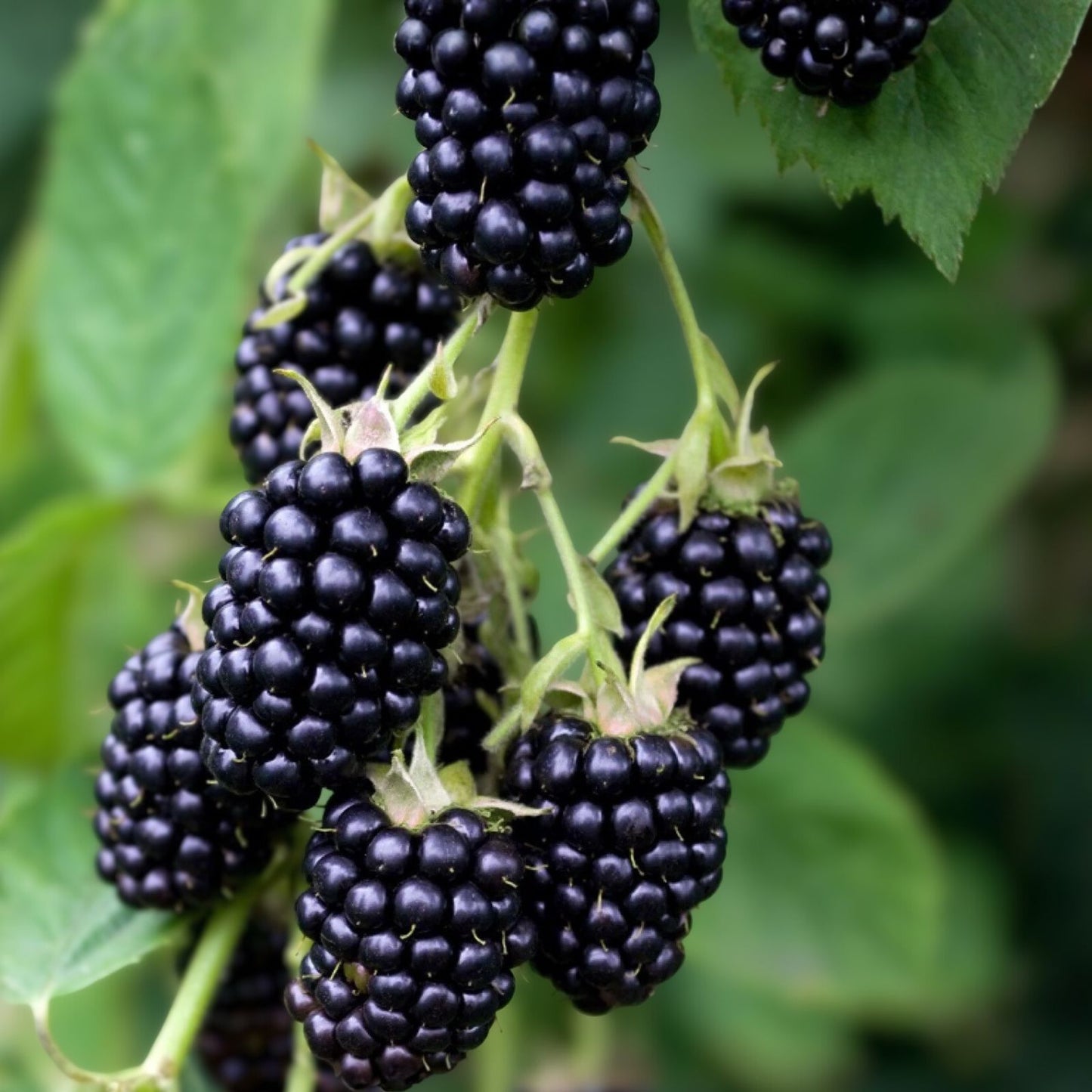 Big Daddy Thornless Blackberry Plants - Jumbo Size 5-Pack - Edible Fruit - Rubus spp. - Outdoor Garden Zones 5-9