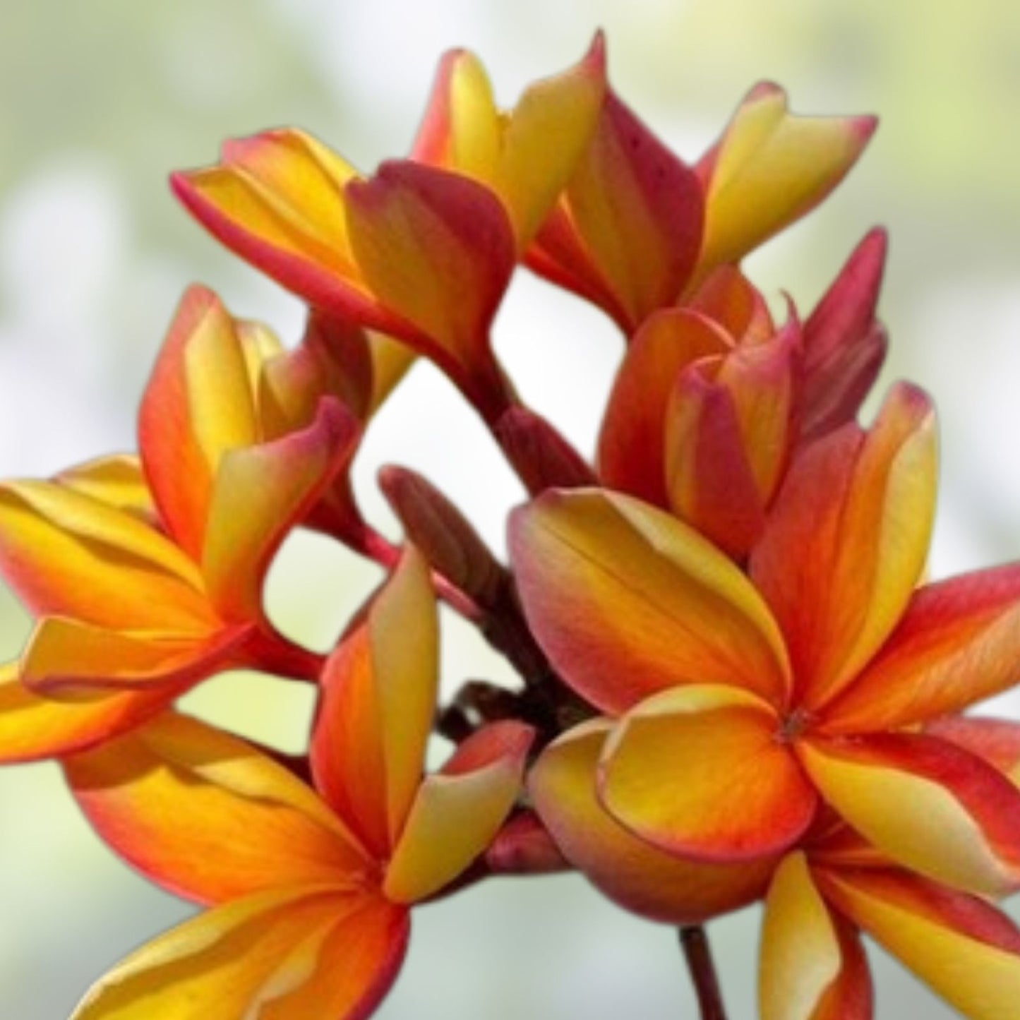 Rooted Plumeria Plant Cutting - Makaha Sunn - 10" Frangipani (Plumeria) with 2 Big Tips