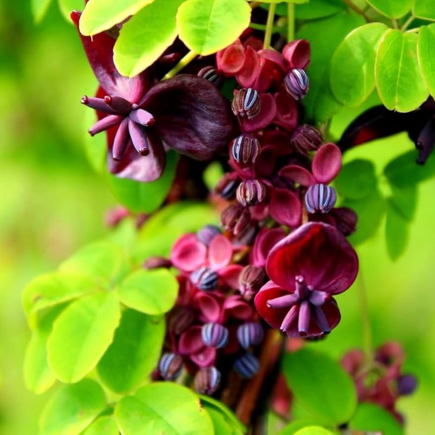 Chocolate Vine Seeds 15 Pack - Exotic Five Leaf Vine - Akebia quinata for Planting - Ornamental Climber and Garden Decor
