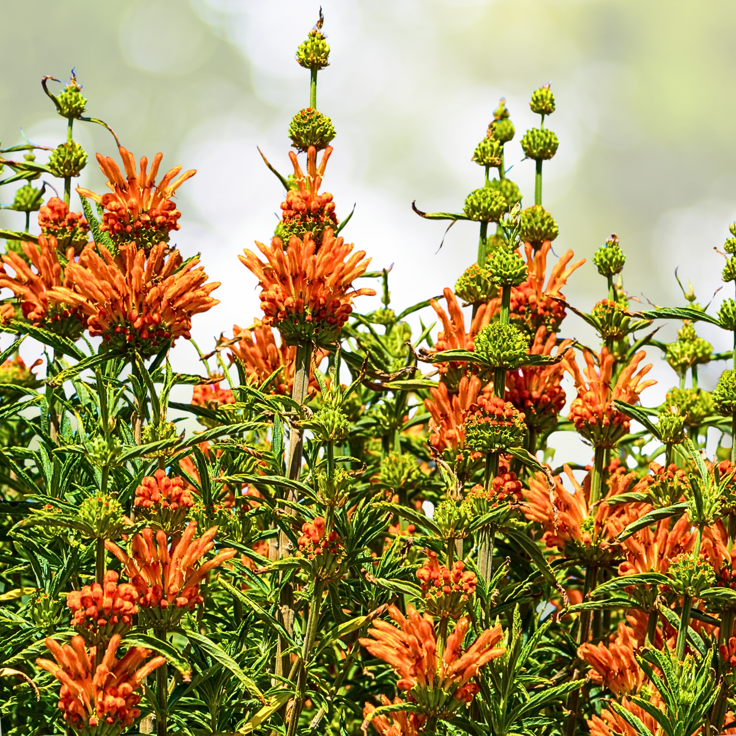 Lion's Ear Seeds - 50 Organic KLIP DAGGA / CORDAO Hummingbird Nectar Flowers - Leonotis nepetalodes