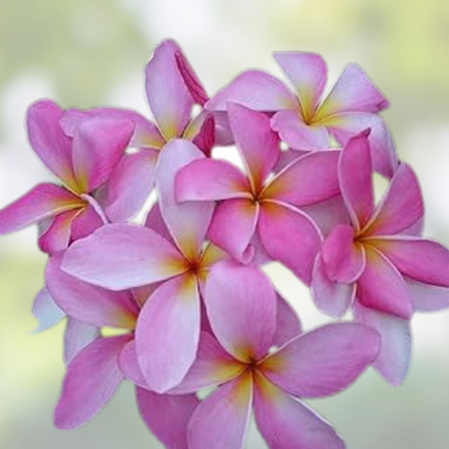 Rare Plumeria Cuttings - 'Sariah's Curly Pink' - Tropical Garden Plant - Plumeria rubra - Fresh 9-12 inch Cuttings