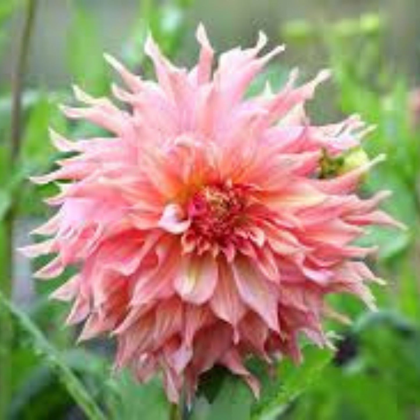 Dahlia Tubers 3 Large Pink Lizza Bulbs for Planting - Garden Flowers, Perennial, Decorative Dahlia pinnata