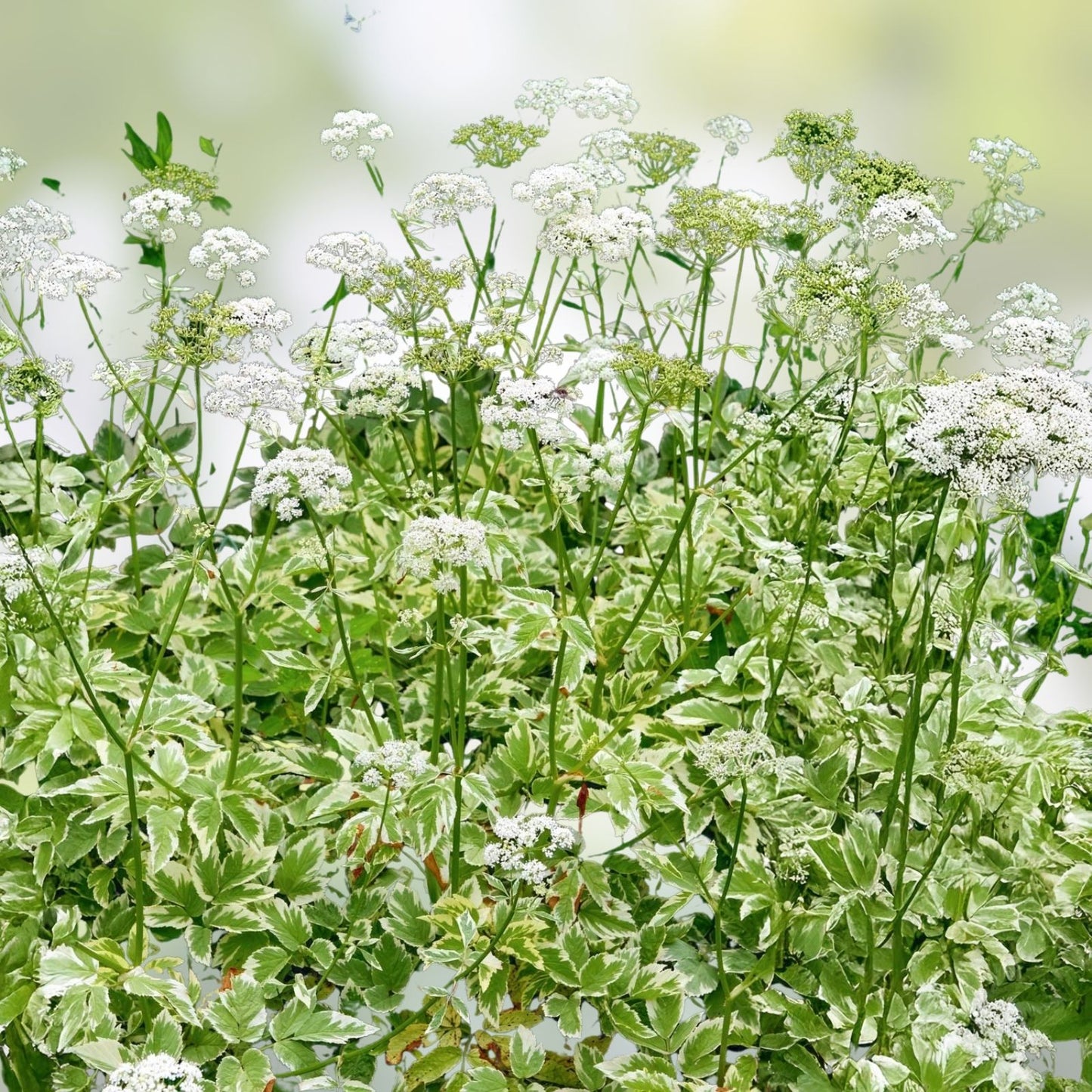 Variegated Ground Elder Live Plants Set of 2 | Aegopodium podagraria 'Variegatum' | Deer Resistant, Zones 4-9, Medicinal Uses
