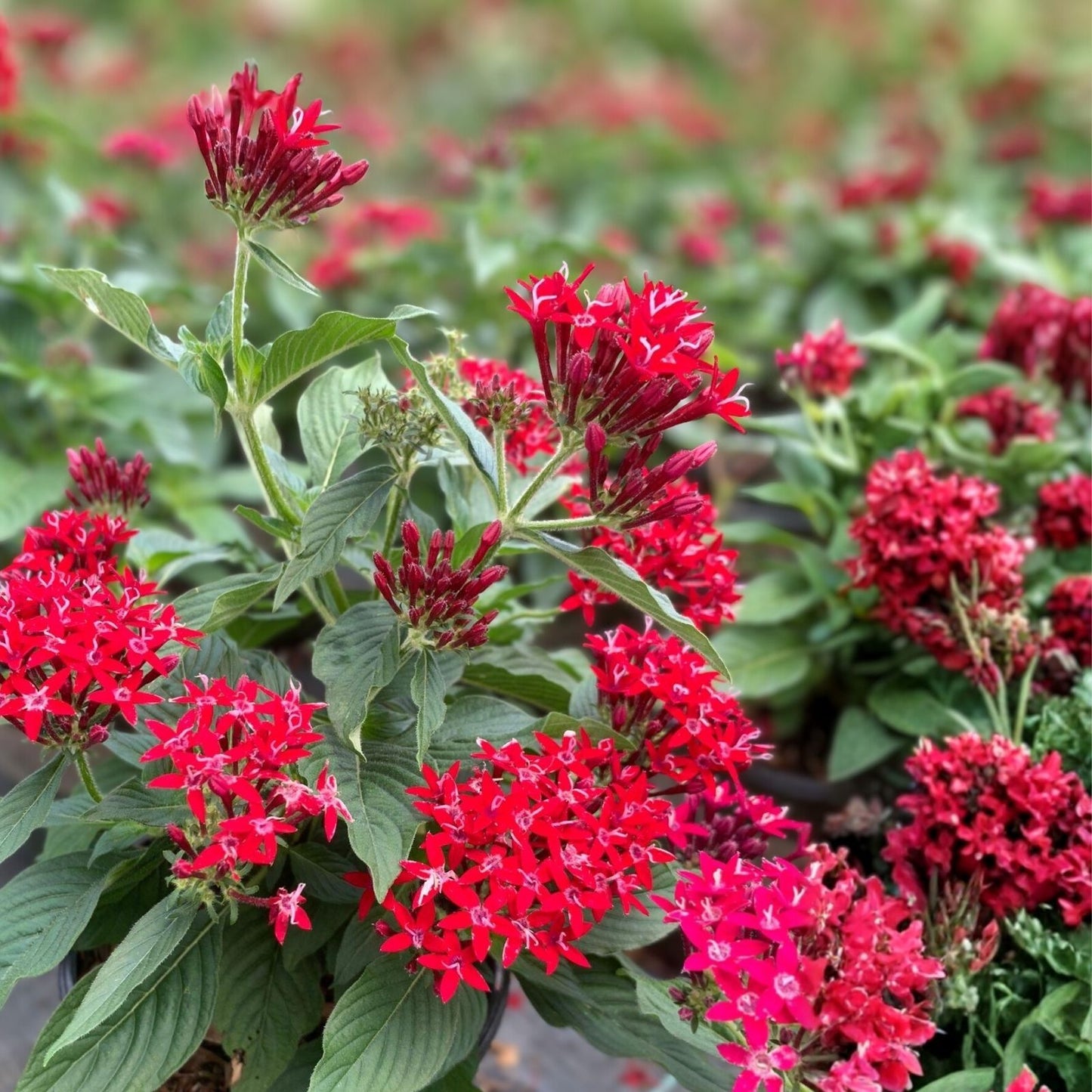 Celosia Seeds 500 Count Bright Sparks Scarlet | Celosia argentea Flower Seeds for Garden & Indoor Planting