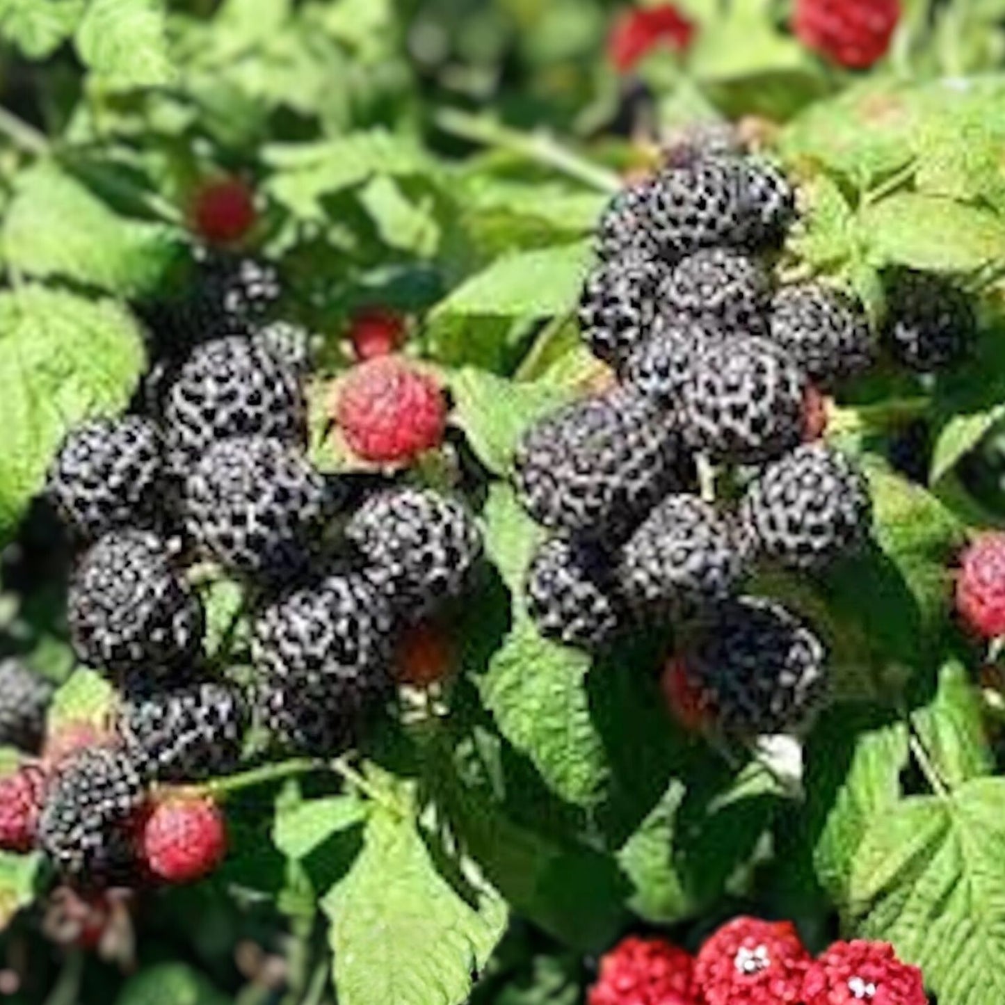 Cumberland Black Raspberry Plant - 1-2 Year Old - Rubus occidentalis - Hardy, Disease Resistant, Sweet-Tart Flavor