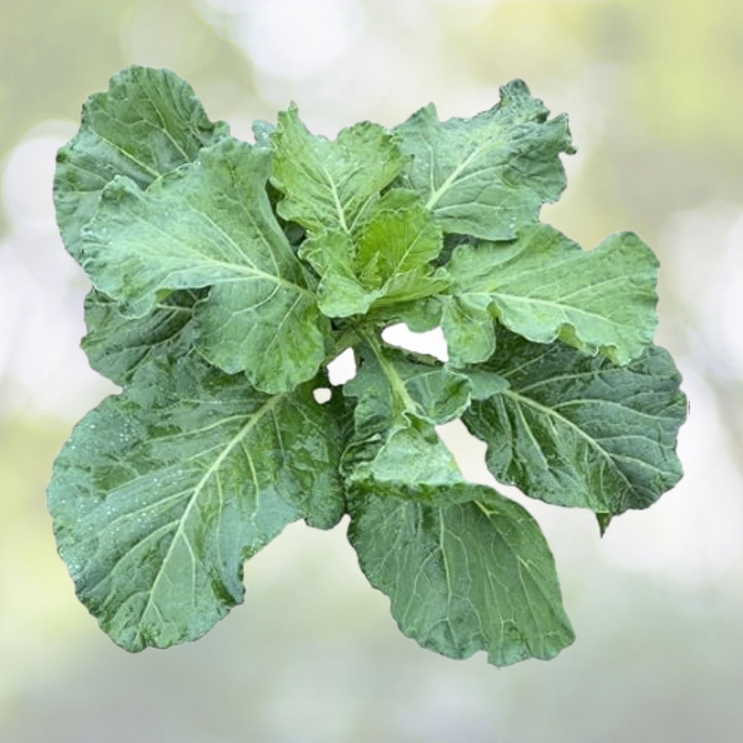 Kale Seeds 300+ Champion Collard Greens Brassica Oleracea Non-GMO Vegetable Garden Seeds USA