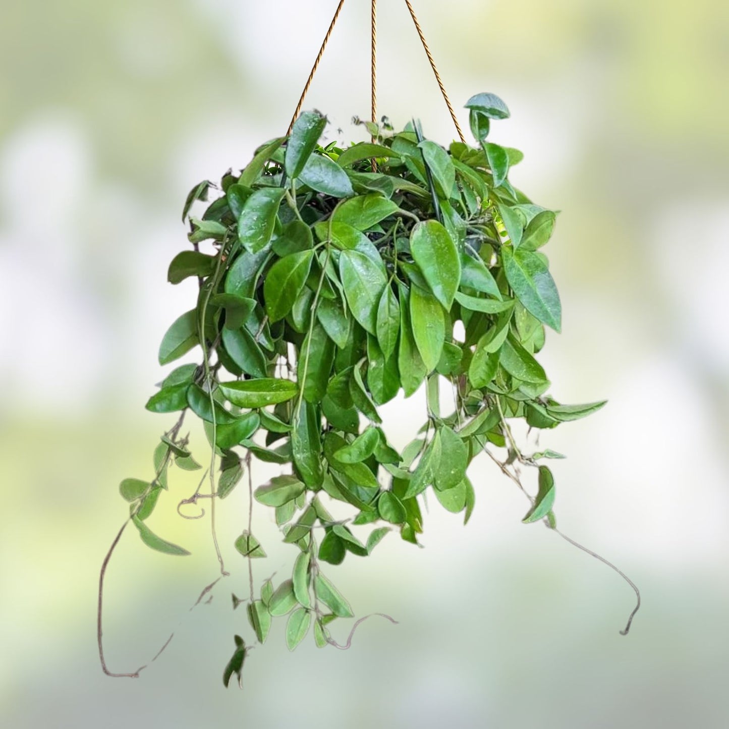 Hoya Fungii Cuttings – 4 Rooted Propagation Plants – Hoya carnosa – Indoor Houseplant, Easy Care, Green Foliage