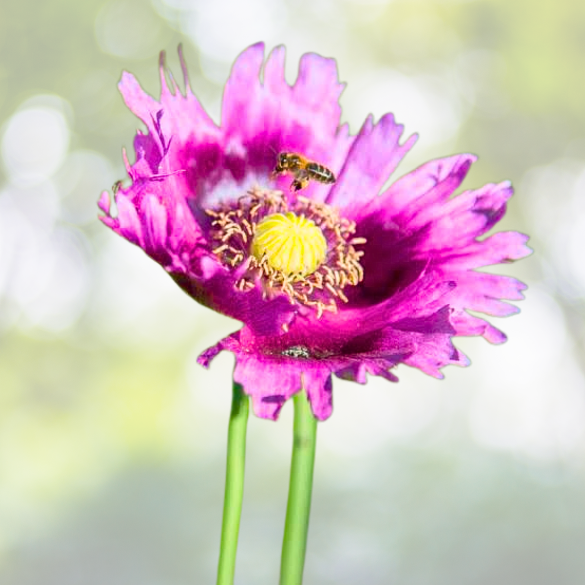 Organic Breadseed Poppy Seeds - Jimi's Purple Haze - 500 Seeds - Papaver somniferum - Purple Pods