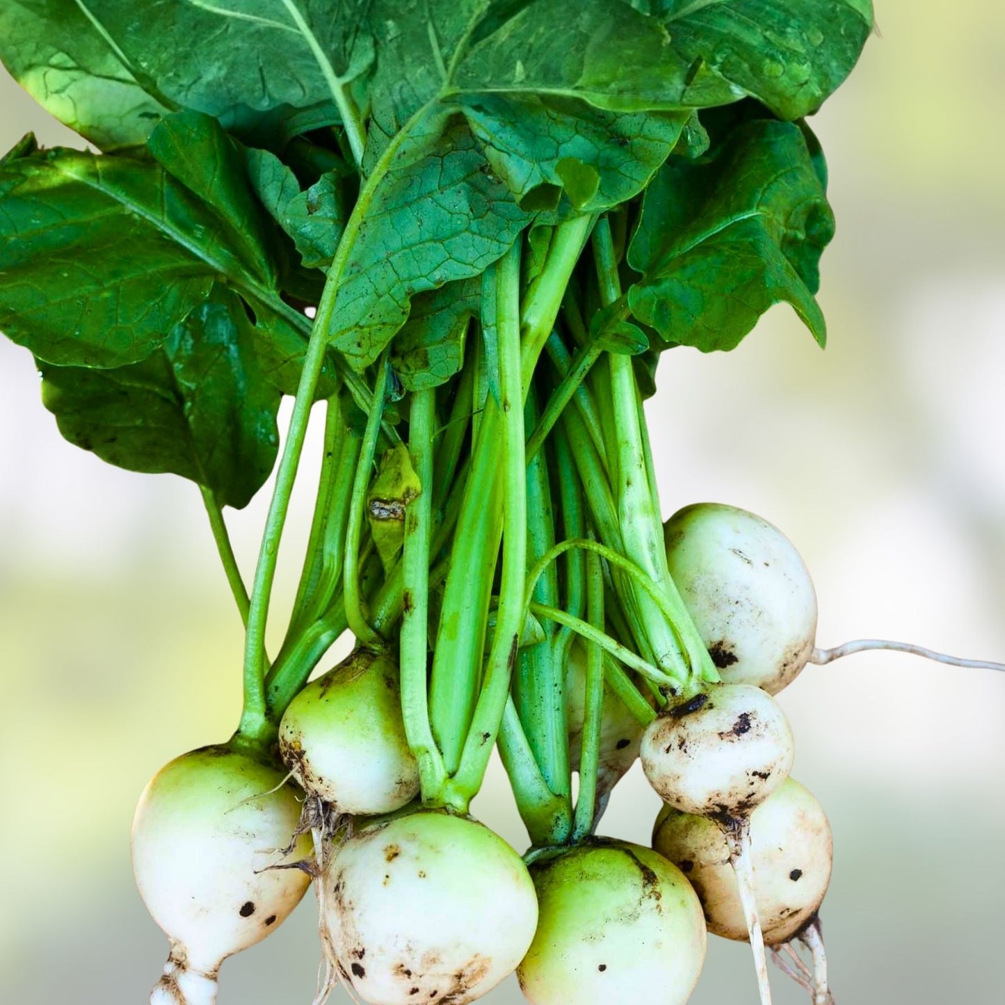 Organic White Egg Turnip Seeds - Heirloom Variety - 50+ Seeds - Brassica rapa Vegetable Seeds