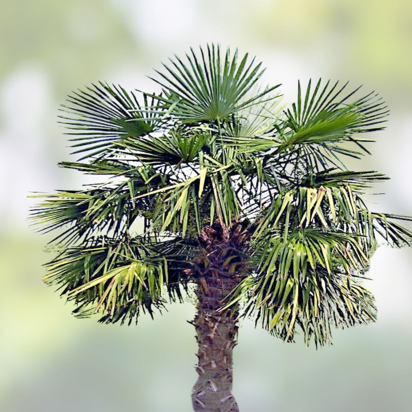 Cold Hardy Palm Tree Seeds 6 Pack - Trachycarpus fortunei - Hardy Tropical Plant for Gardens and Landscapes