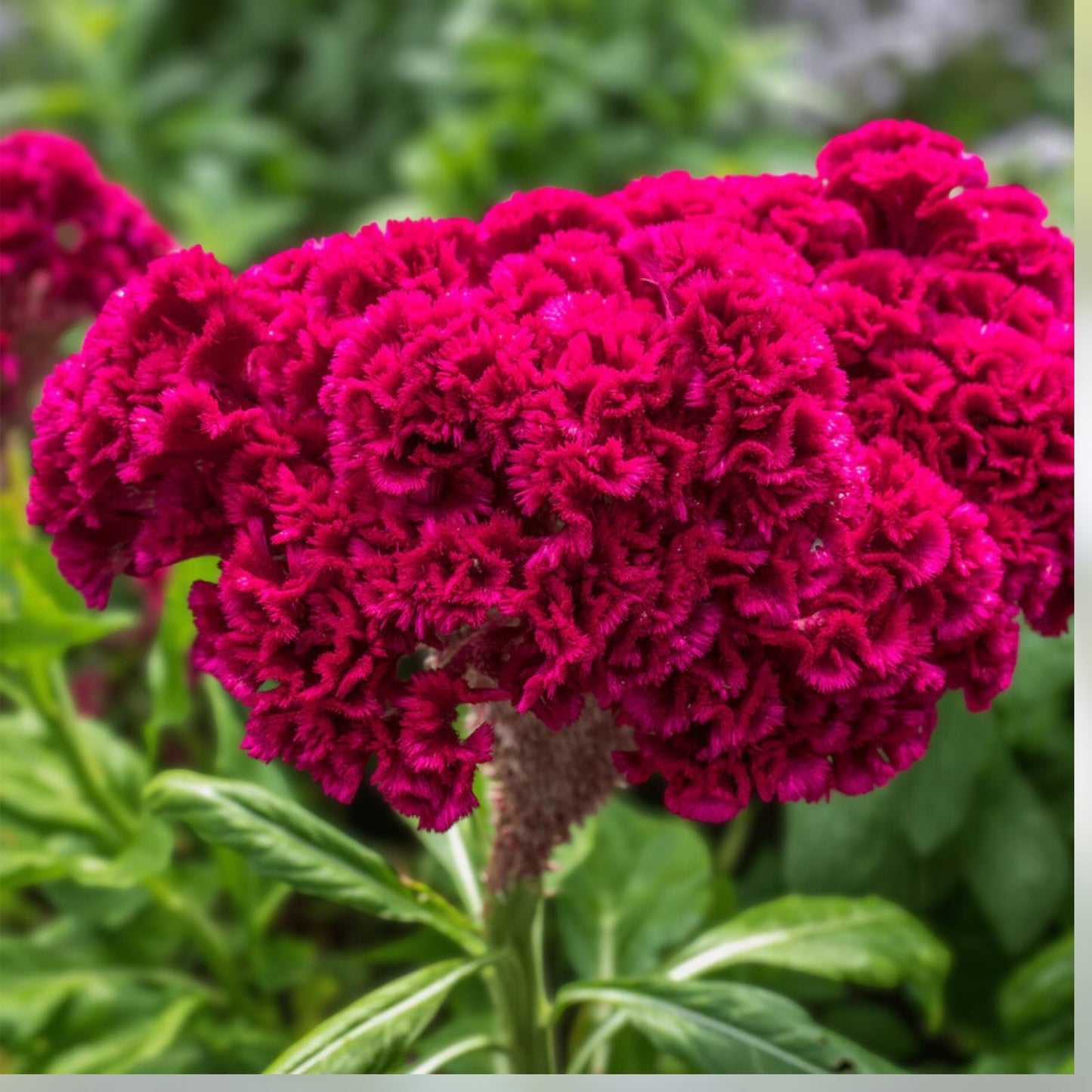 Cockscomb Seeds 100 Pack - Celosia Argentea - Vibrant Garden Flower Seeds - Easy to Grow - Made in USA