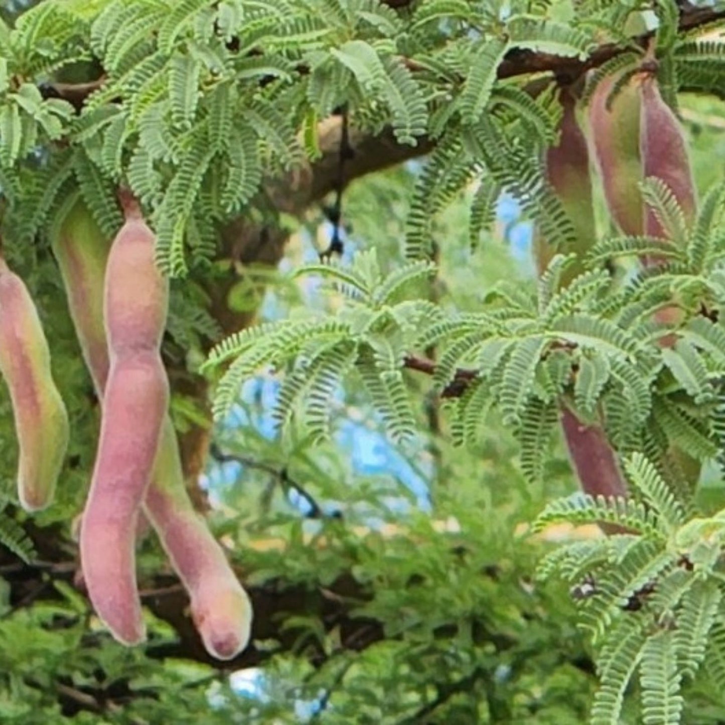 Maverick Honey Mesquite Seed Pods - Thornless Variety 10 Pack for Planting Prosopis Maverick Desert Shrubs