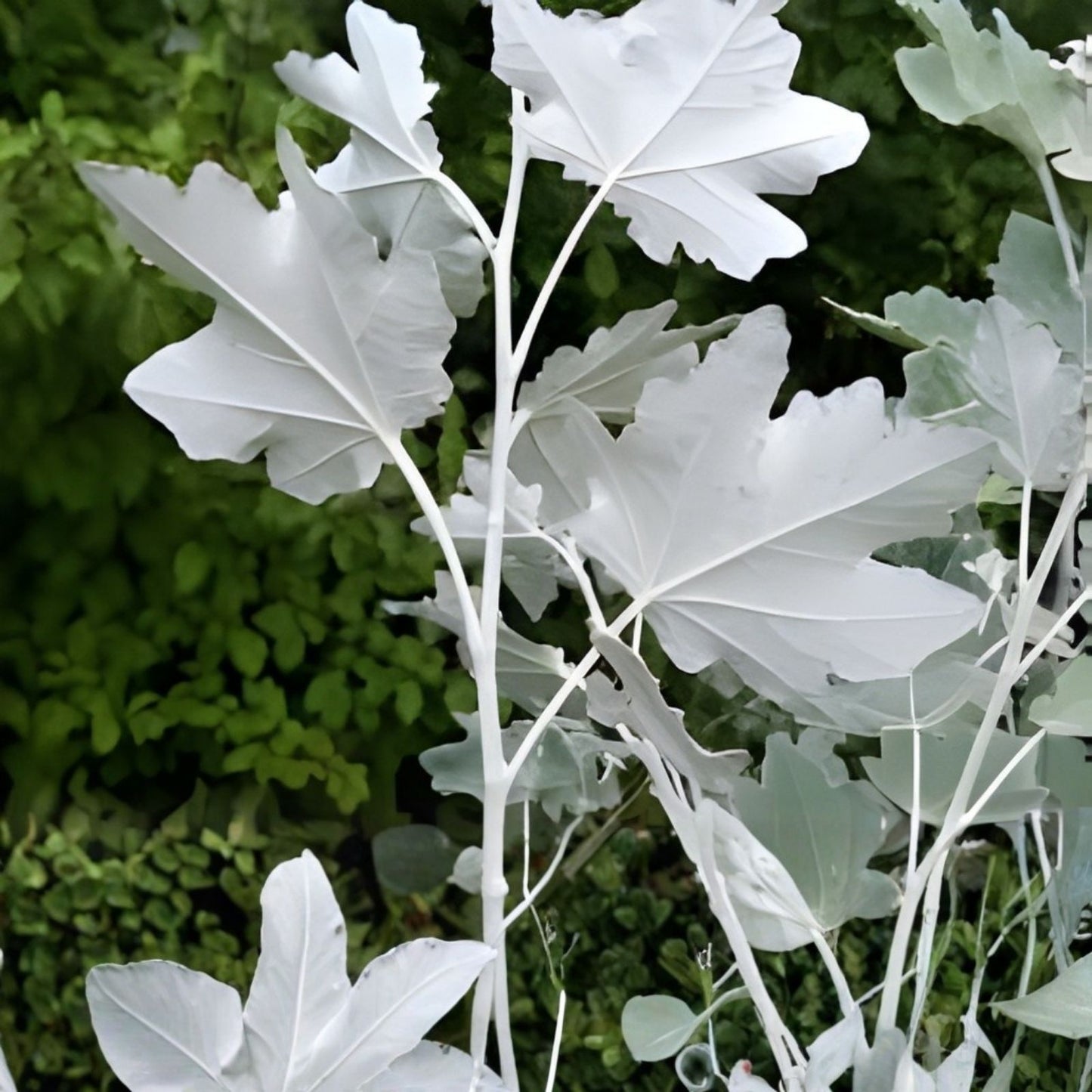 White Poplar Seeds for Planting – 30 Seeds – Fast Growing White Leaf Tree – Populus alba