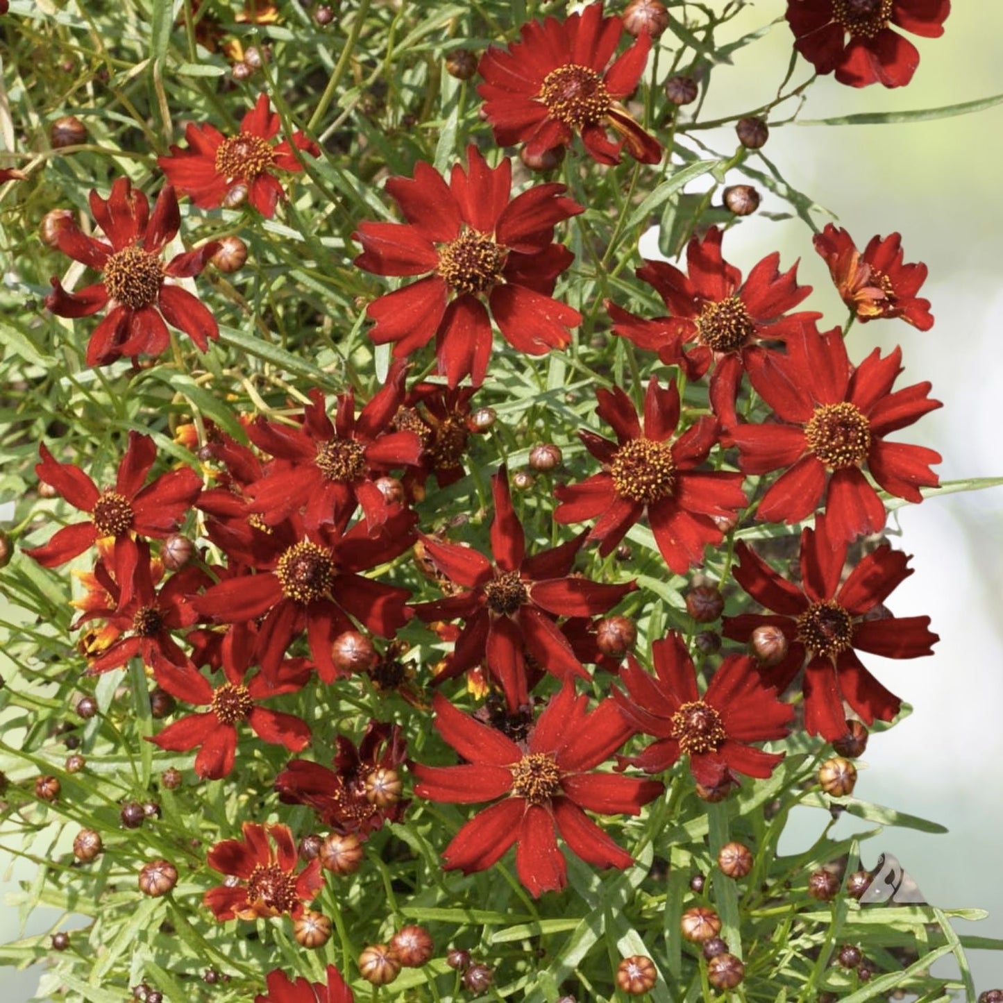 Coreopsis Flower Seeds - Red Dwarf Variety - Coreopsis tinctoria - 1000+ Seeds - US Free Shipping