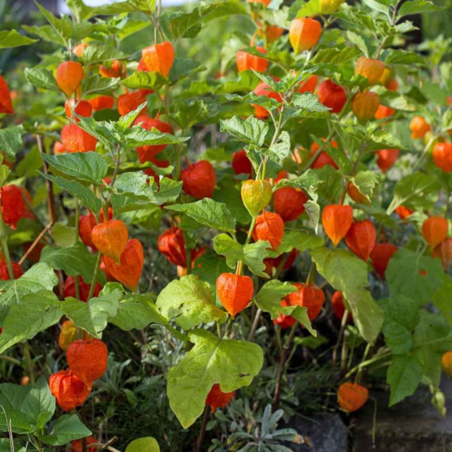 Goldenberry Cuttings - 6 Giant Physalis peruviana Plants for Propagation - Edible Fruit Plant, Tropical Fruit, Perennial Vegetative Propagation