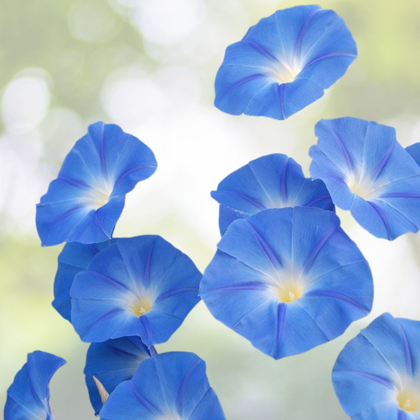 Heavenly Blue Star Morning Glory Seeds - 50+ Climbing Vine Flower for Garden - Ipomoea Tricolor