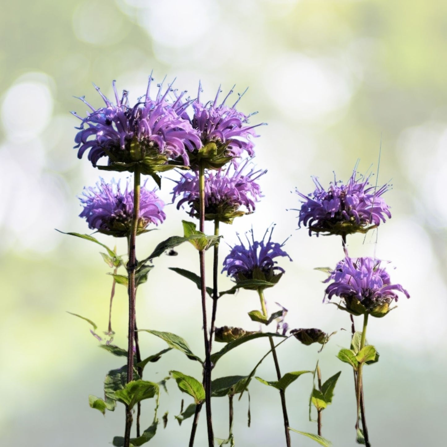 Bergamot Wild Seeds | Bee Balm Perennial Medicinal Herb & Culinary Flower | Monarda fistulosa