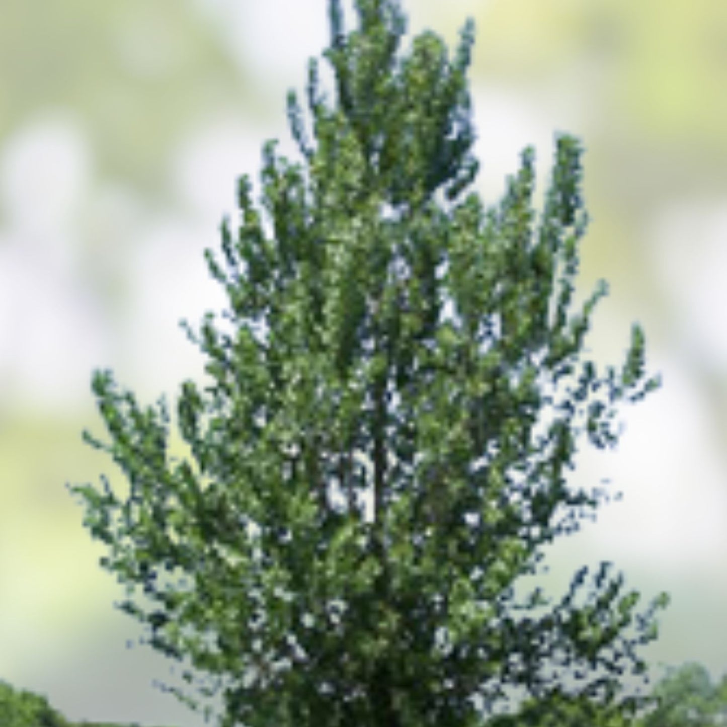 Hybrid Poplar Trees 2 Pack, Fast Growing Privacy Shade Landscaping, Populus deltoides x nigra, Deciduous Trees for Screening