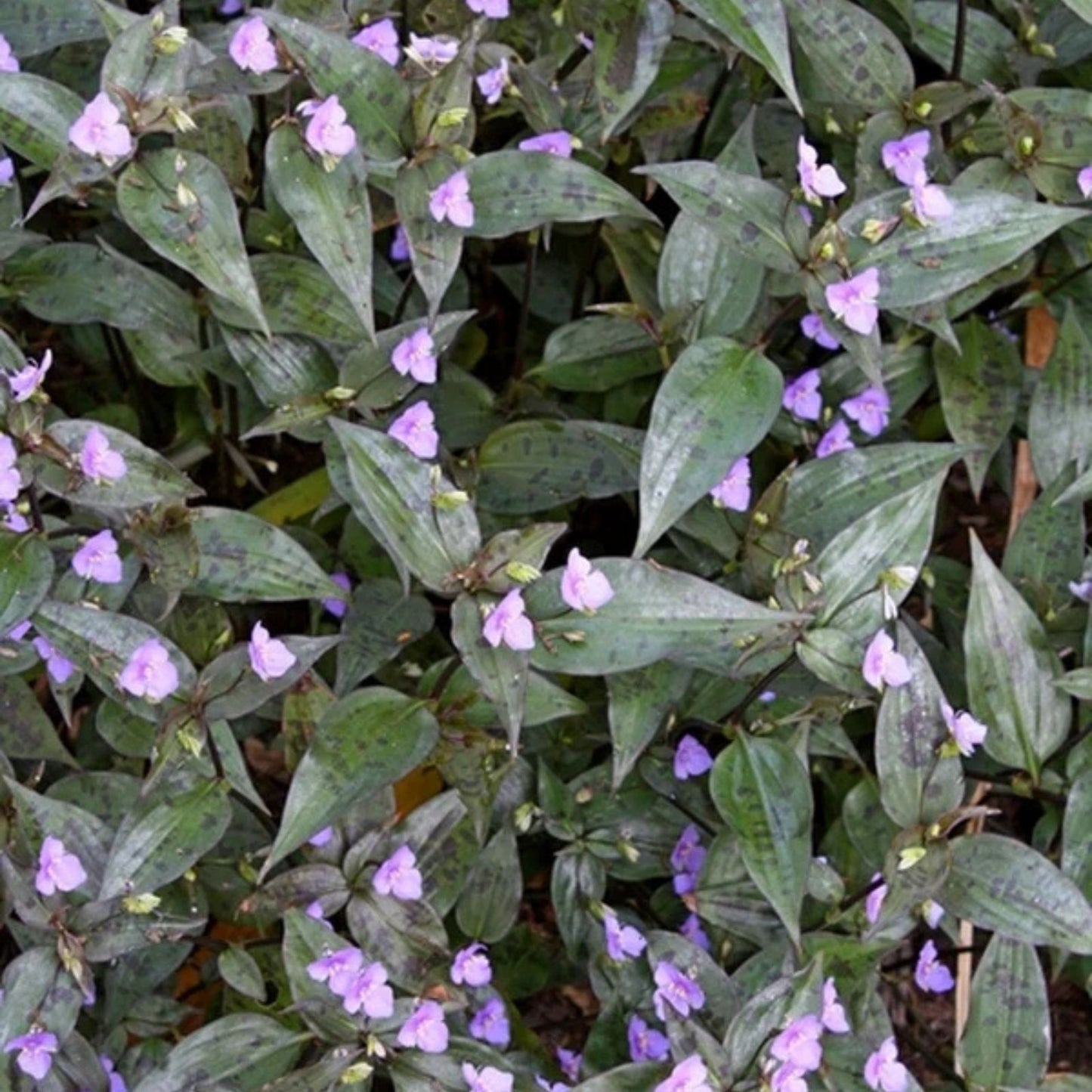 Tinantia Pringlei Cuttings - Mexican Speckled Wandering Jew Indoor House Plant - Live Plant Cuttings