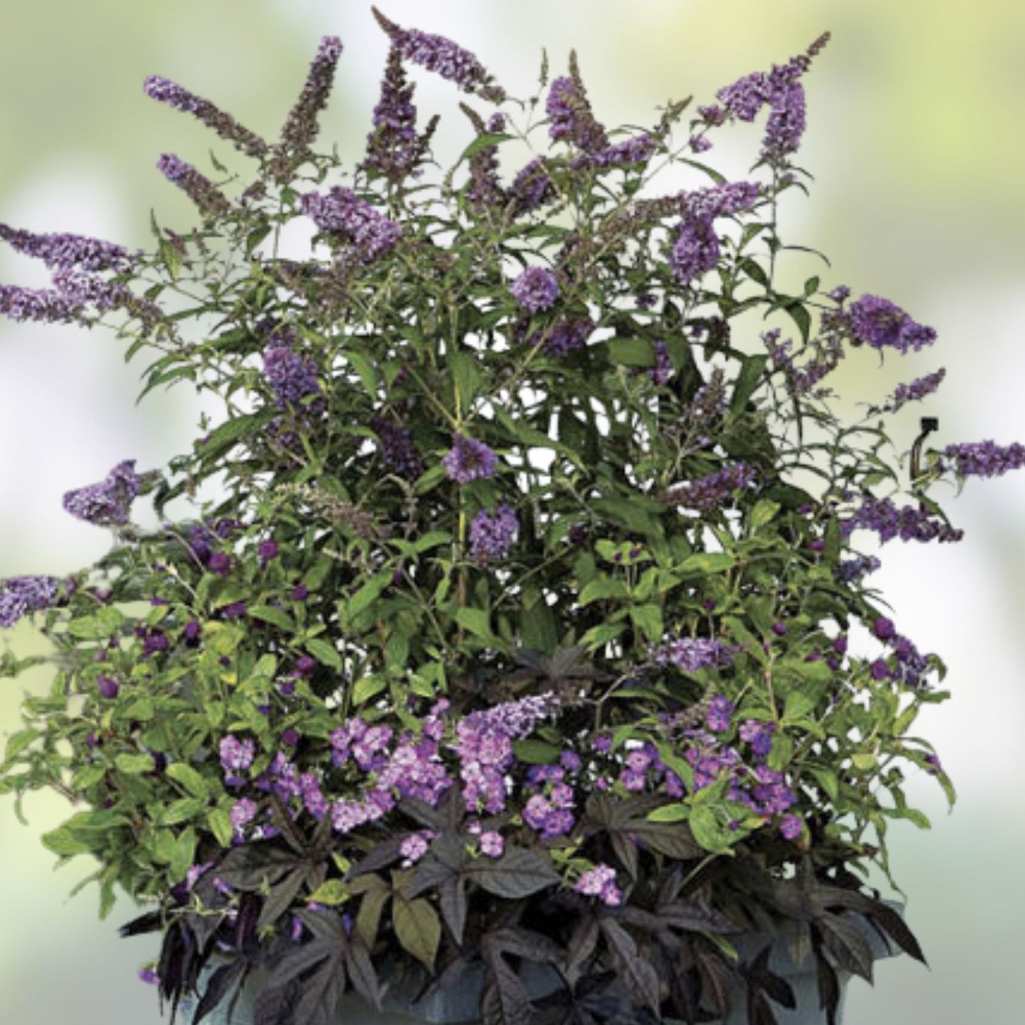 Buddleja Davidii Purple Butterfly Bush 6” Live Flower Plant Unrooted Cuttings - Butterfly Attracting Garden Plant