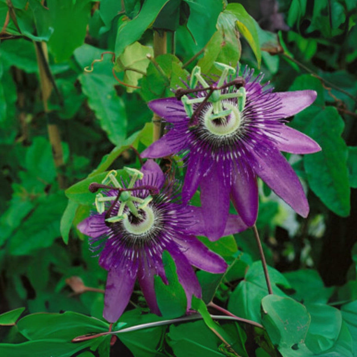 Passiflora-Lady-Lavender-Flower-Live-Plant-6-8-Inch-Purple-Passionflower-Passiflora-'Lady-Lavender'