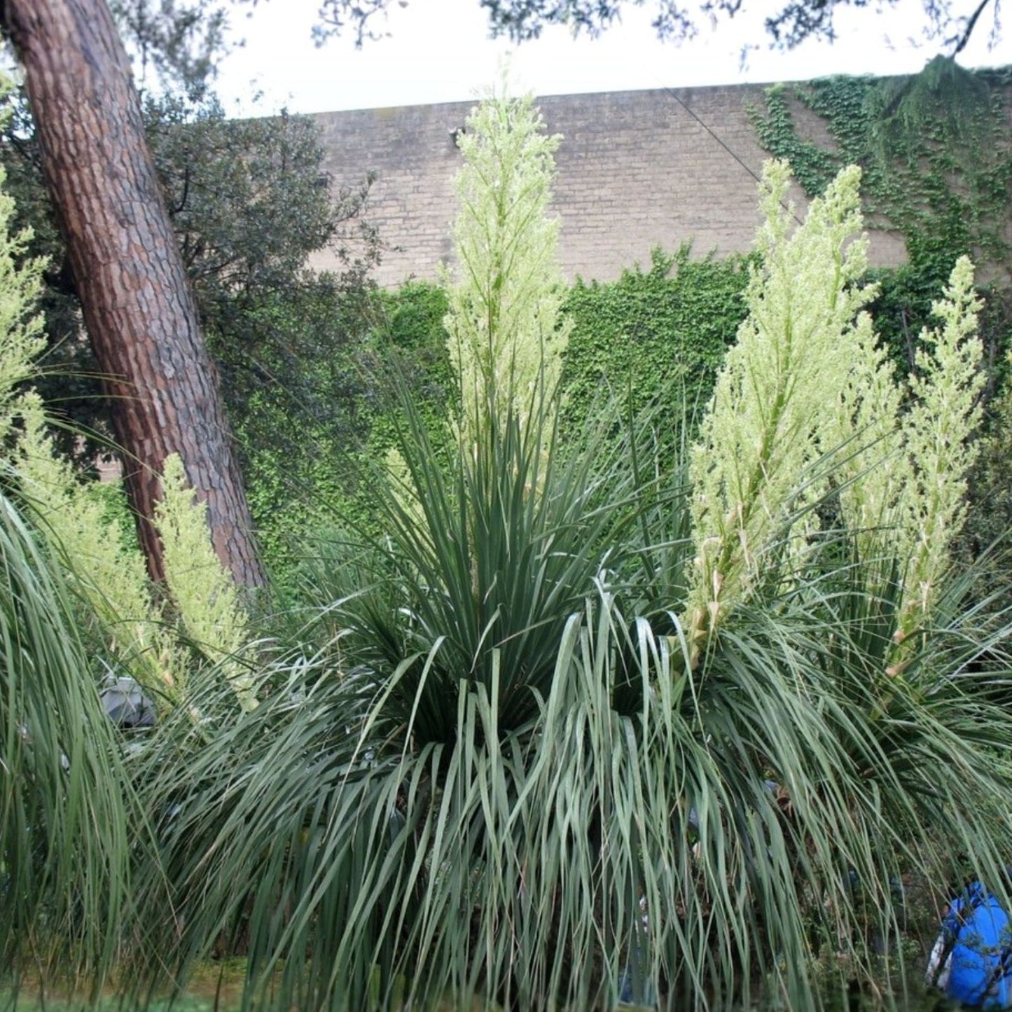 Oaxacan Ponytail Tree Seeds - 10 Pack - Beaucarnea recurvata - Unique Succulent for Home Gardening